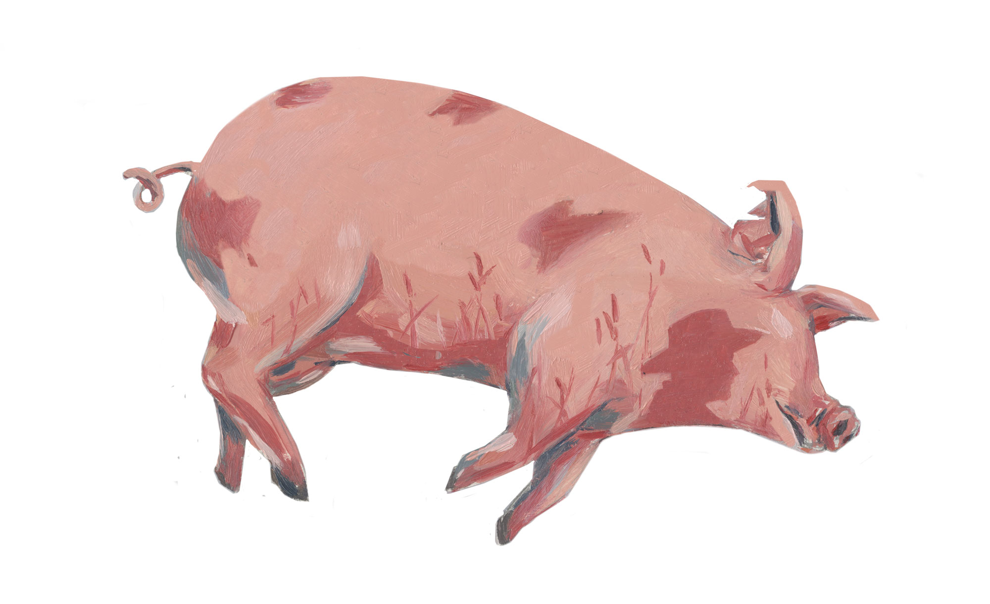 Death of a pig