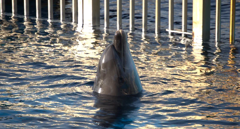 Me recuerda a Flipper...