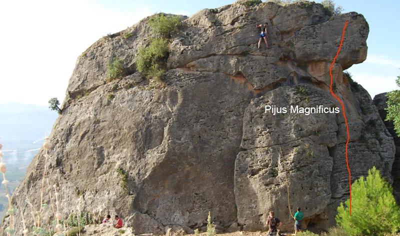 pijus_magnificus.jpg