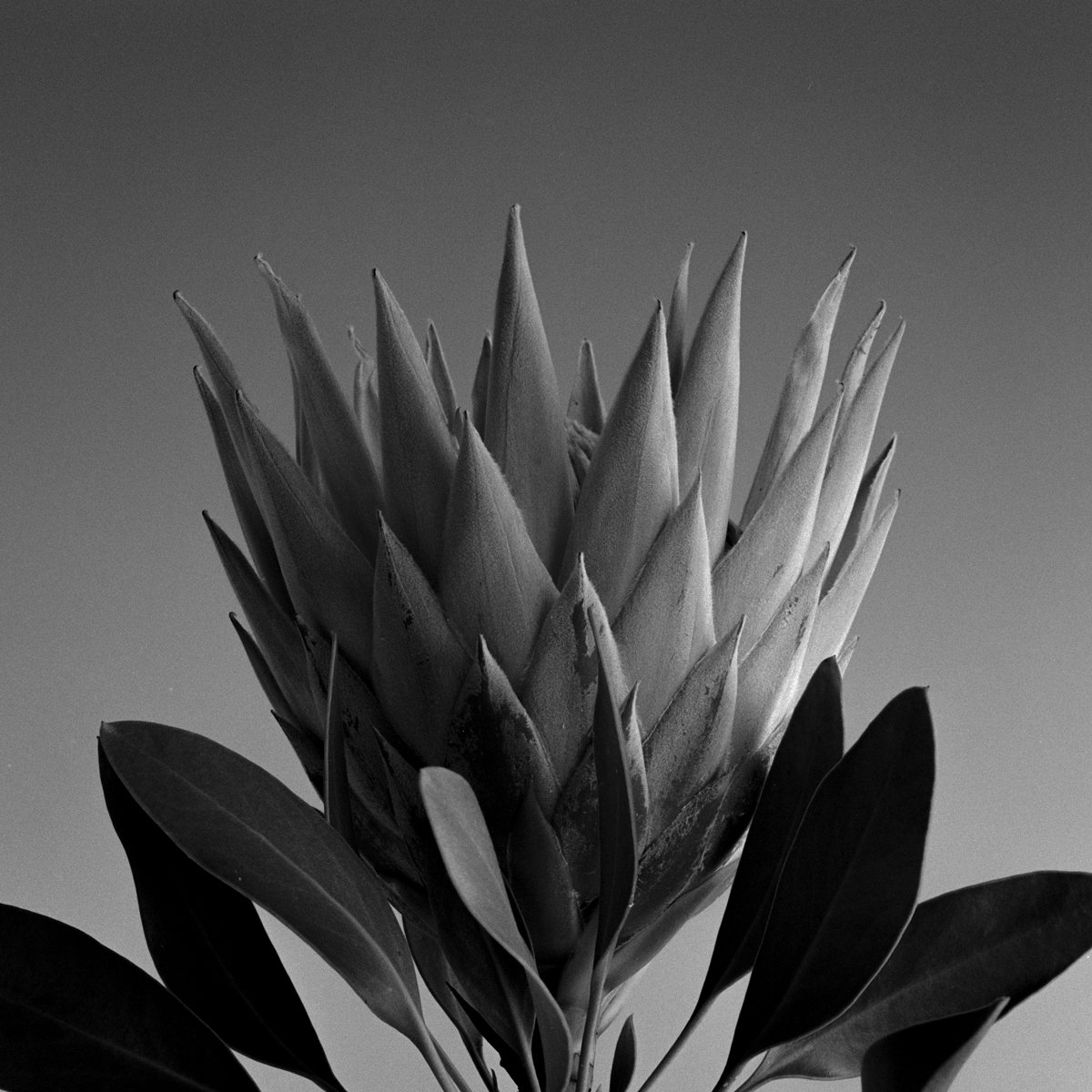  King Protea