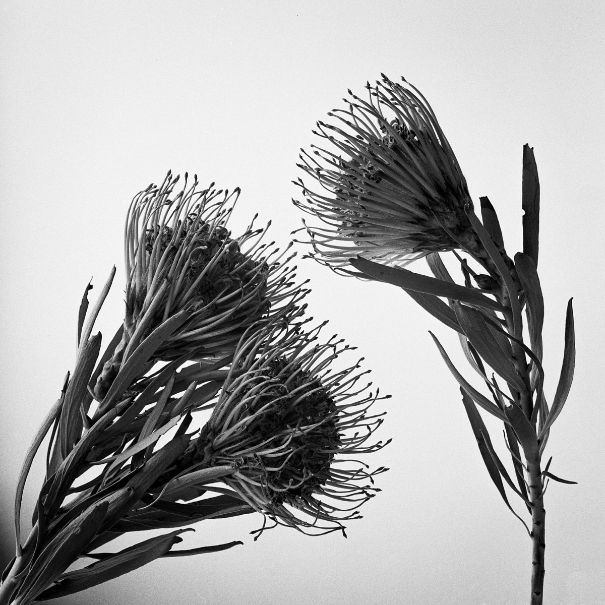 Leucospermum