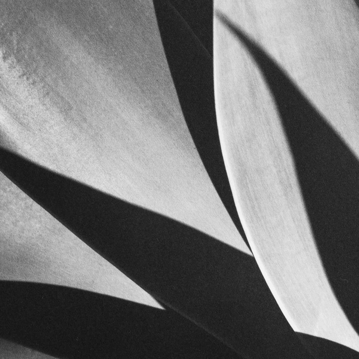 Agave Abstract