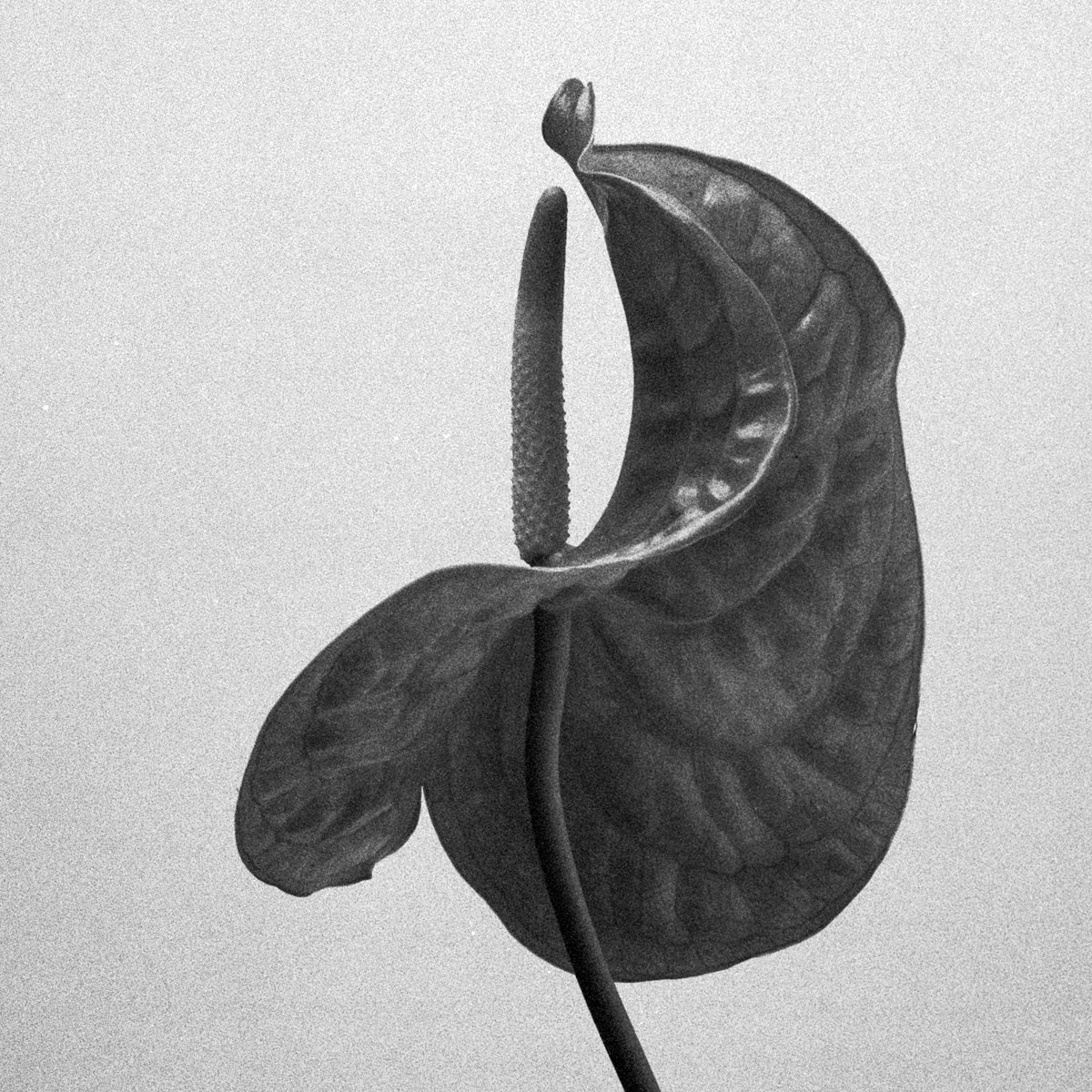 anthurium 1