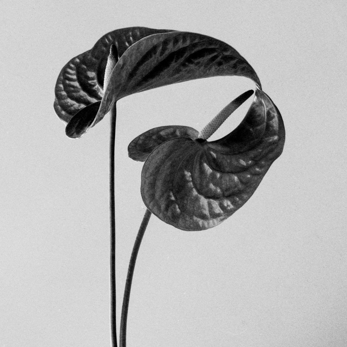 Anthurium 2