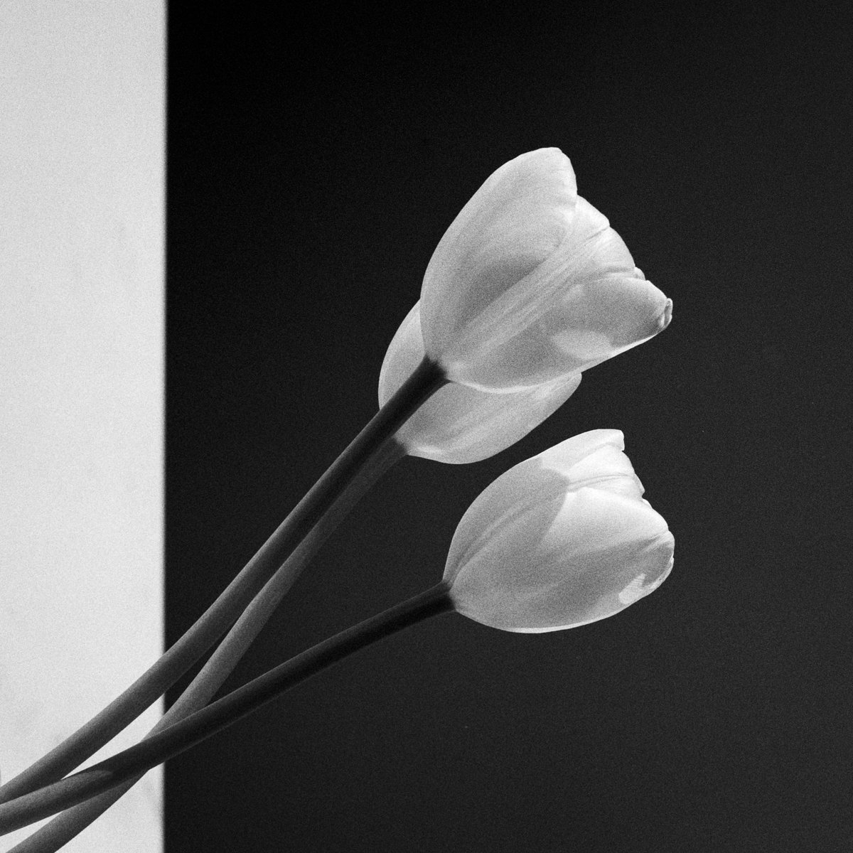 Tulip Study No. 2