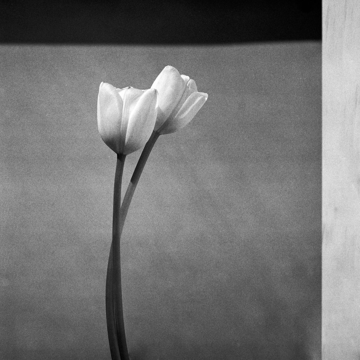 Tulip Study No. 5