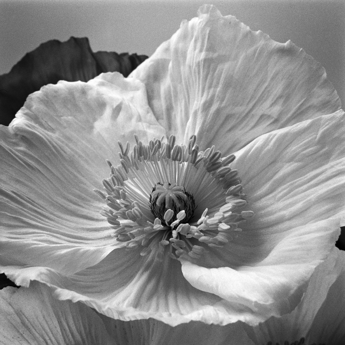 Poppy No. 2