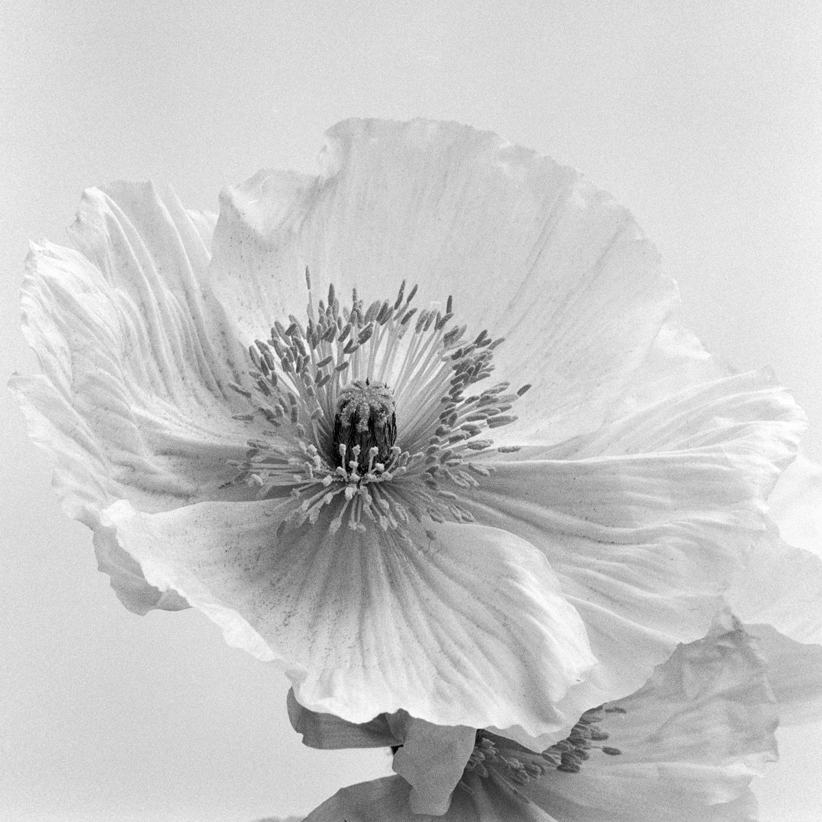 Poppy No. 4