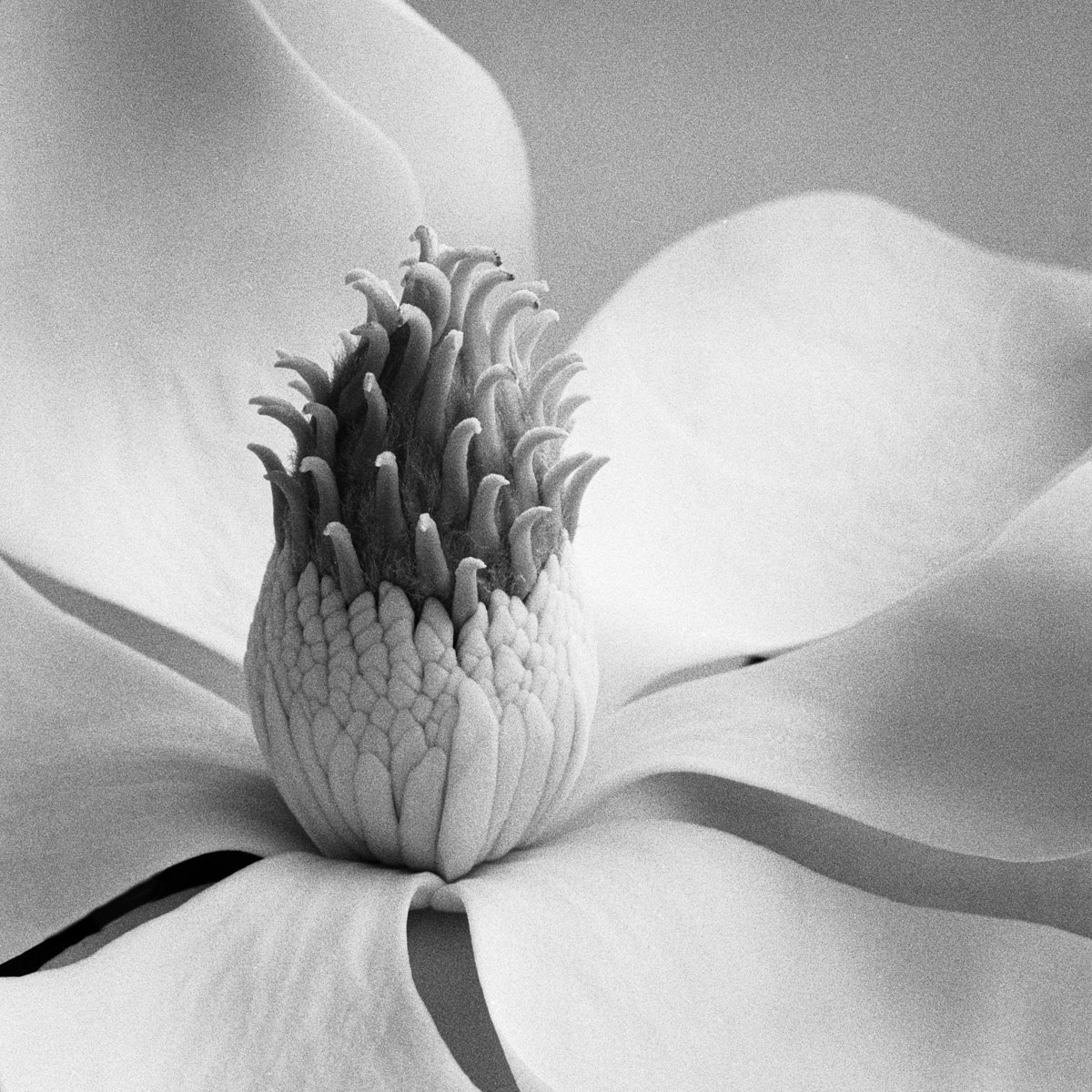 Magnolia No. 10