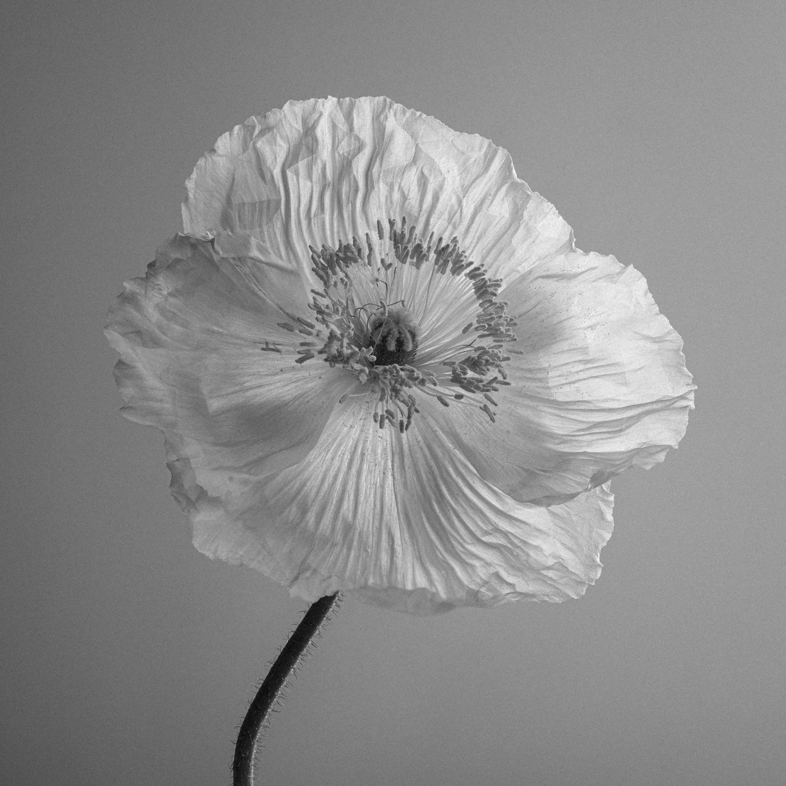 Poppy No. 16, 2020 - 2024