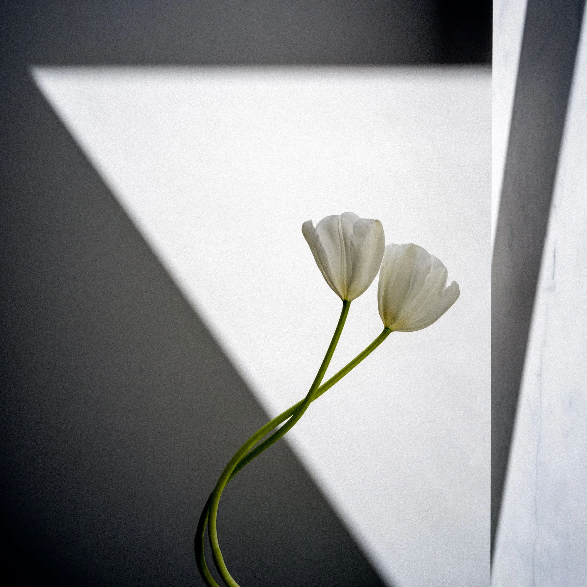   Tulip Study No. 5, 2024 - 2026  