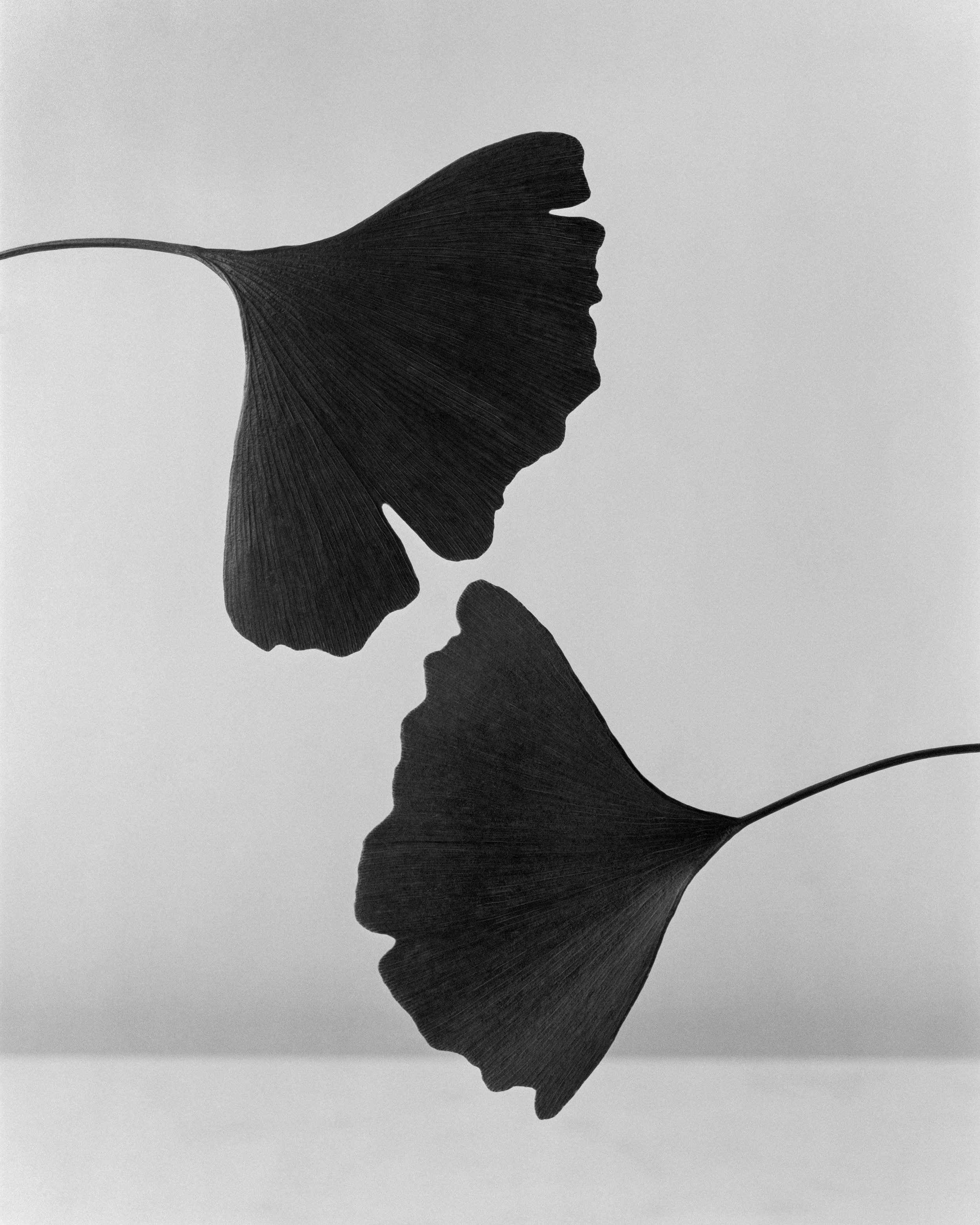   Ginkgo Leaves, 2020 - 2026    Ginkgoes - Considered a living fossil that first appeared 290 million years ago. Predating bees by 170 million years.  