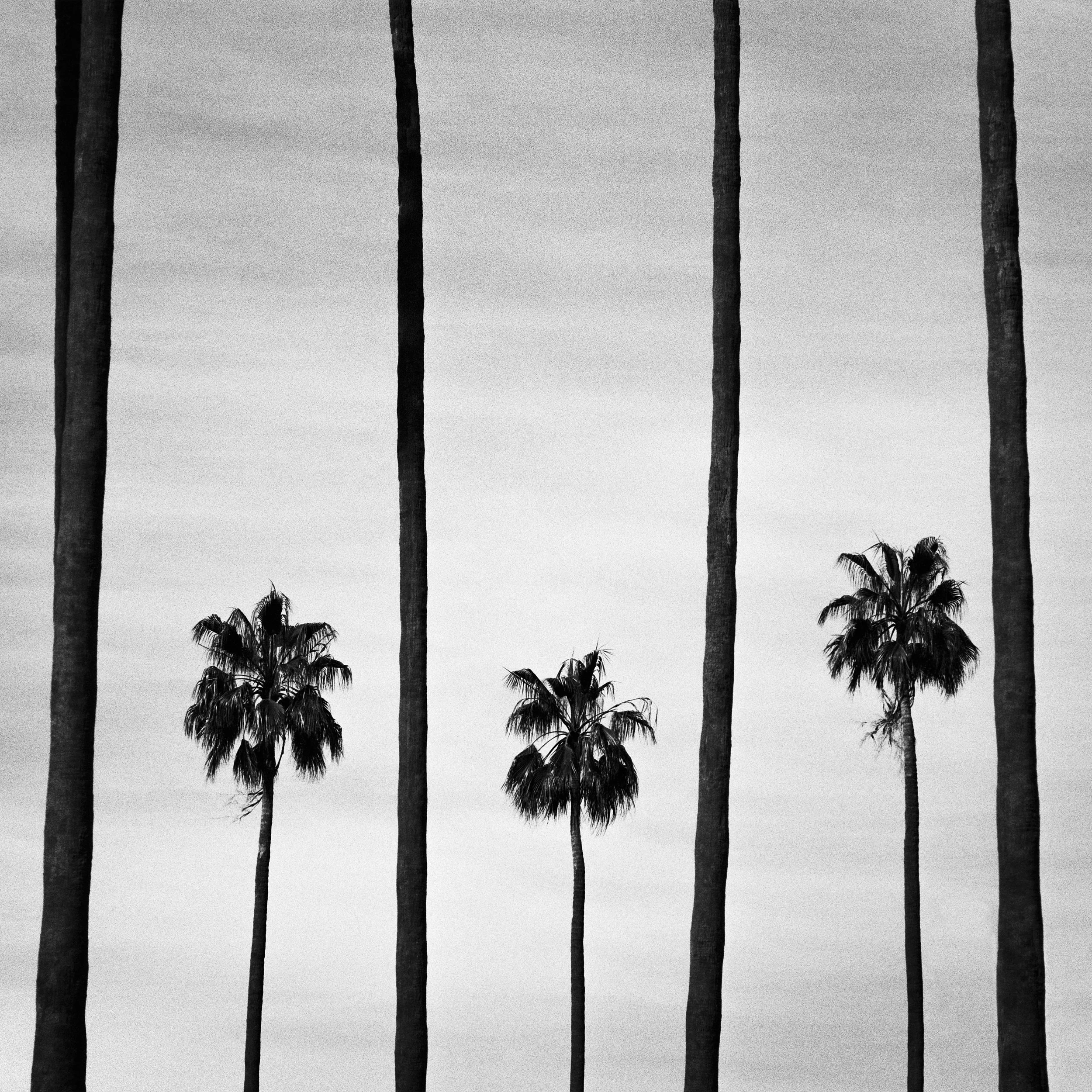   Palms, 2020 - 2026  