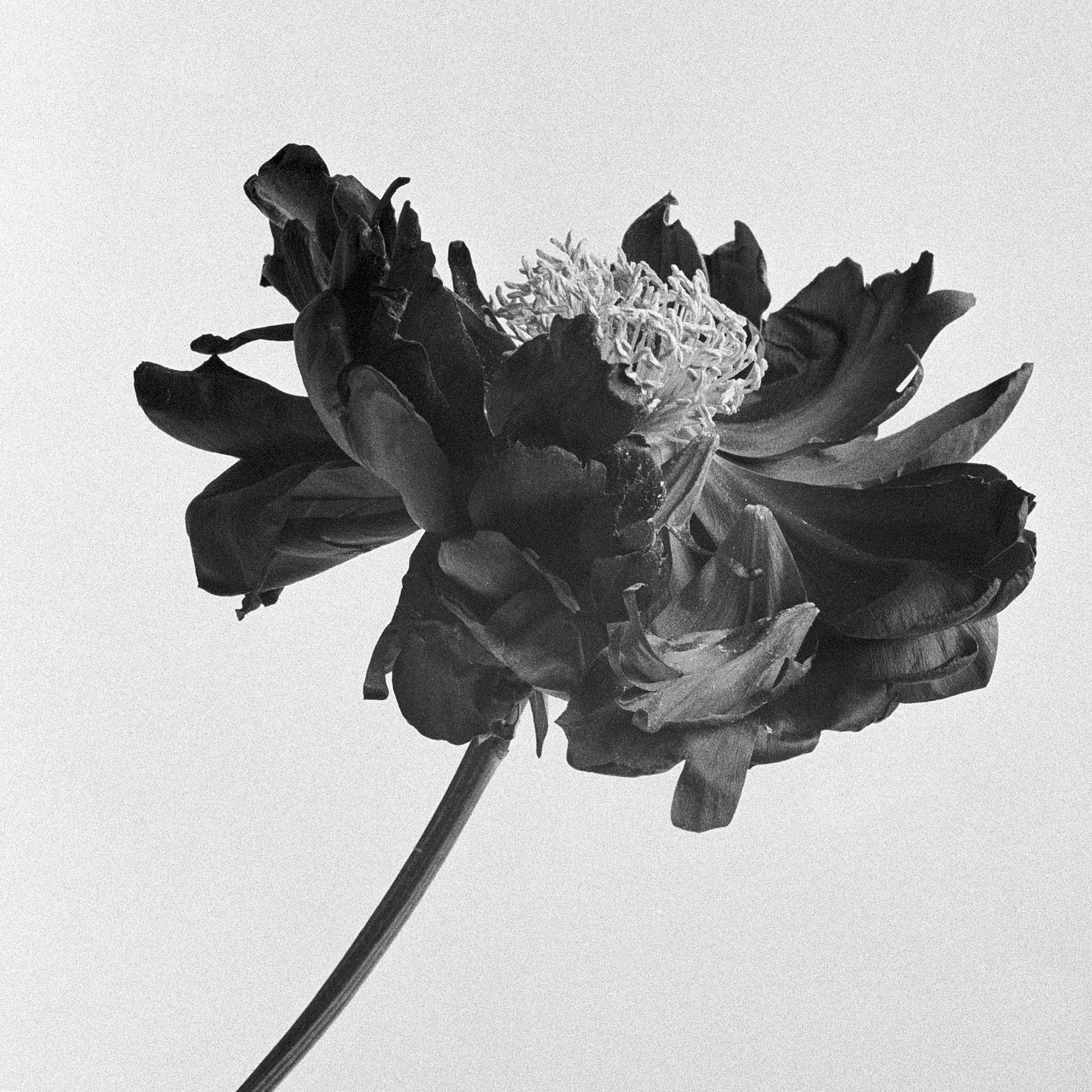   Peony, 2020 - 2026  