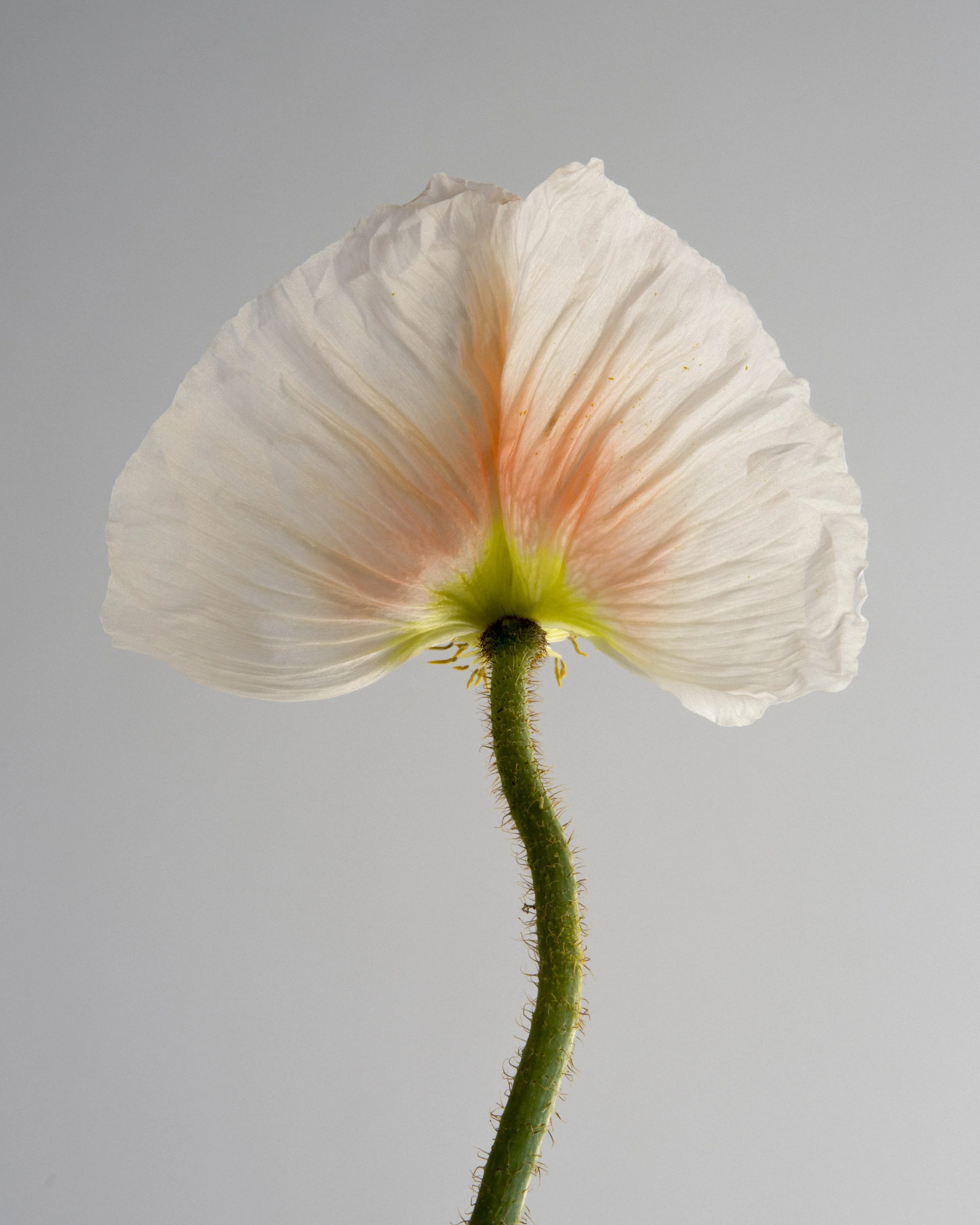   Two Petals, 2026  