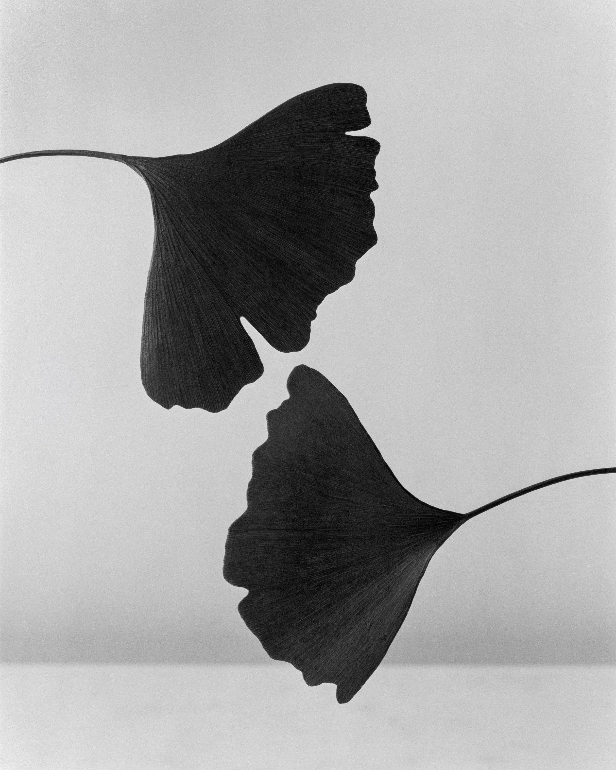   Ginkgo Leaves, 2026  