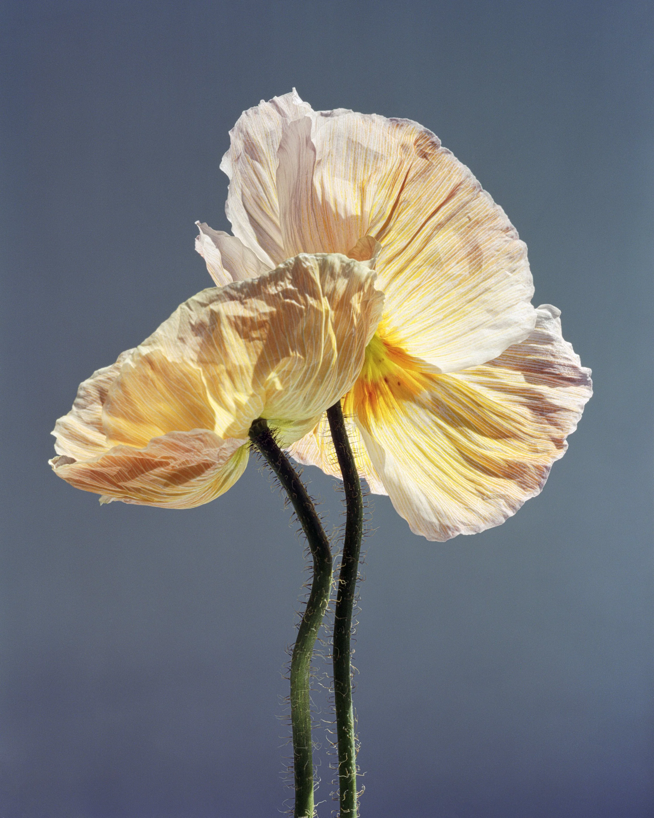   Orange Poppies, 2026  