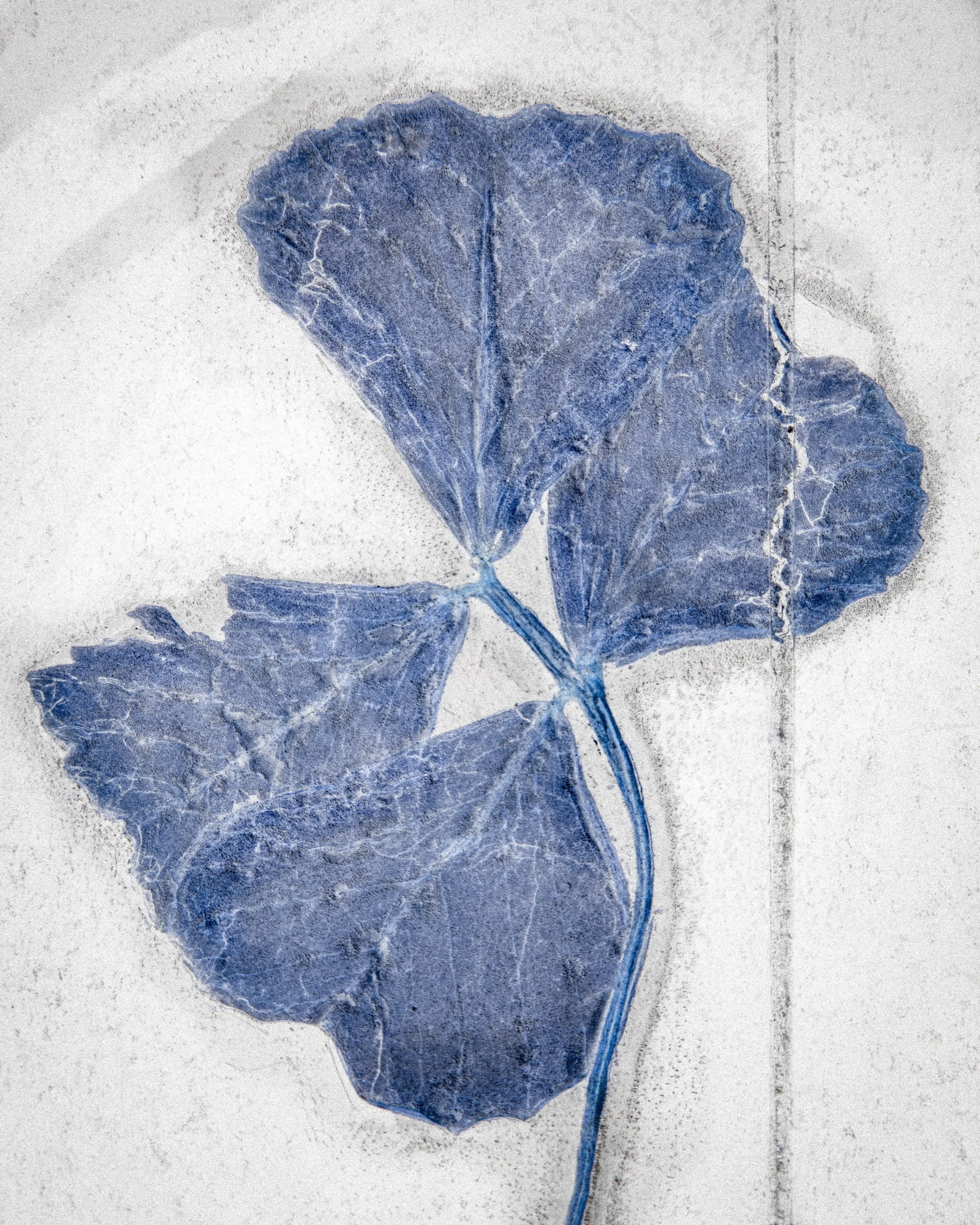  Four leaves, 2026  