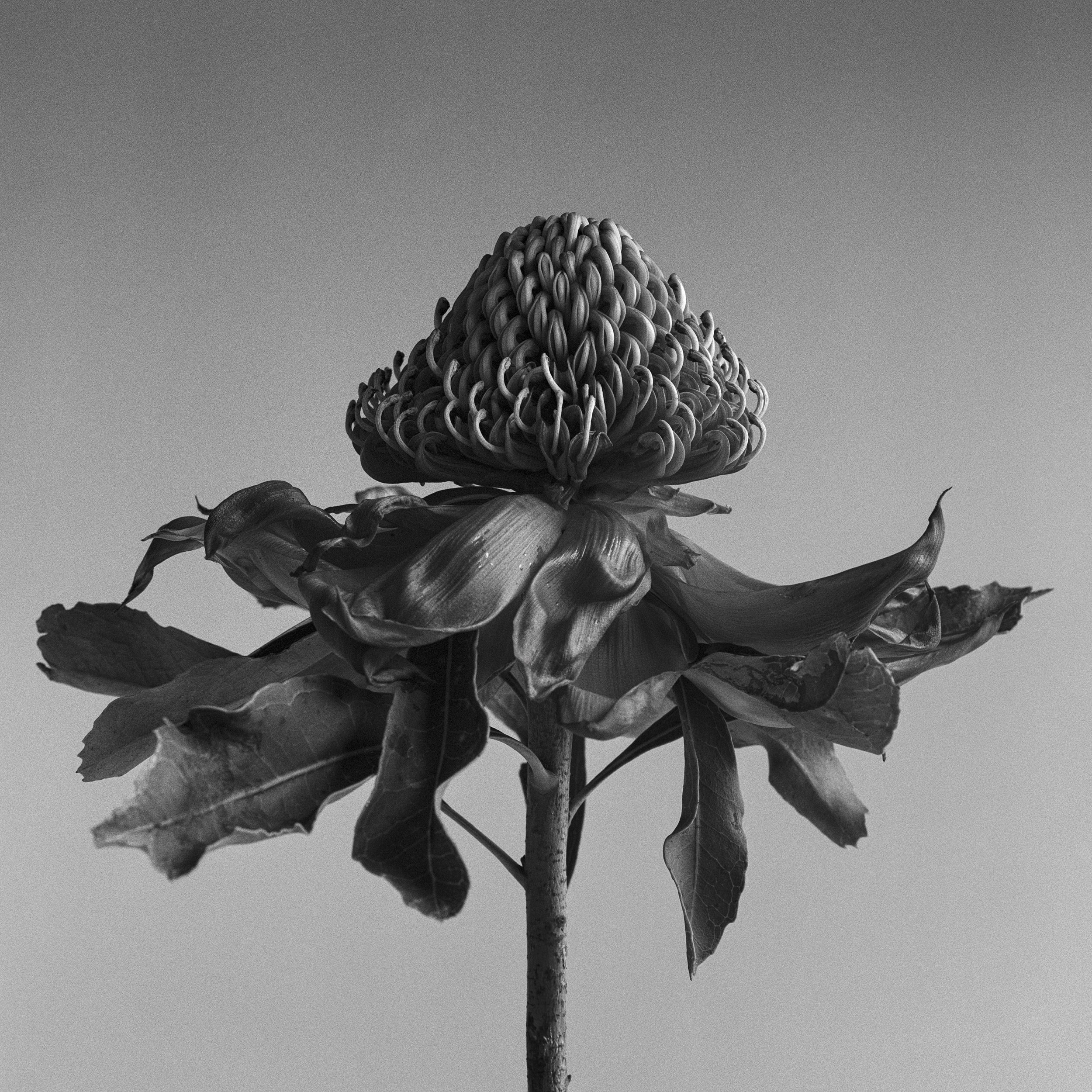   Waratah, 2025  