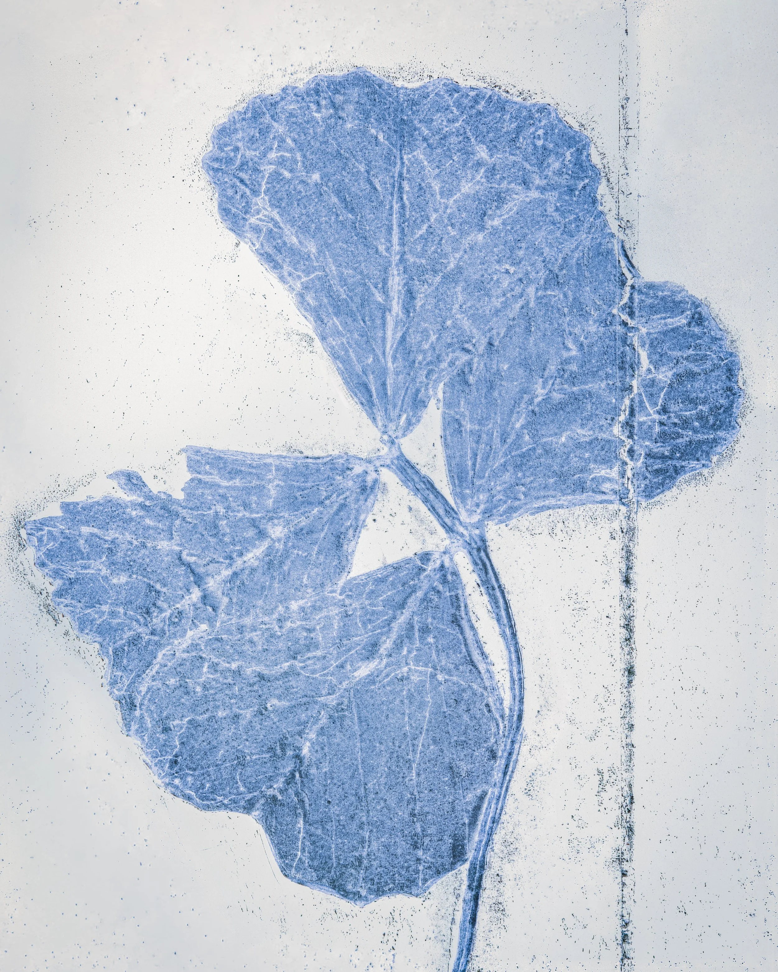   Four Leaves, 2026  