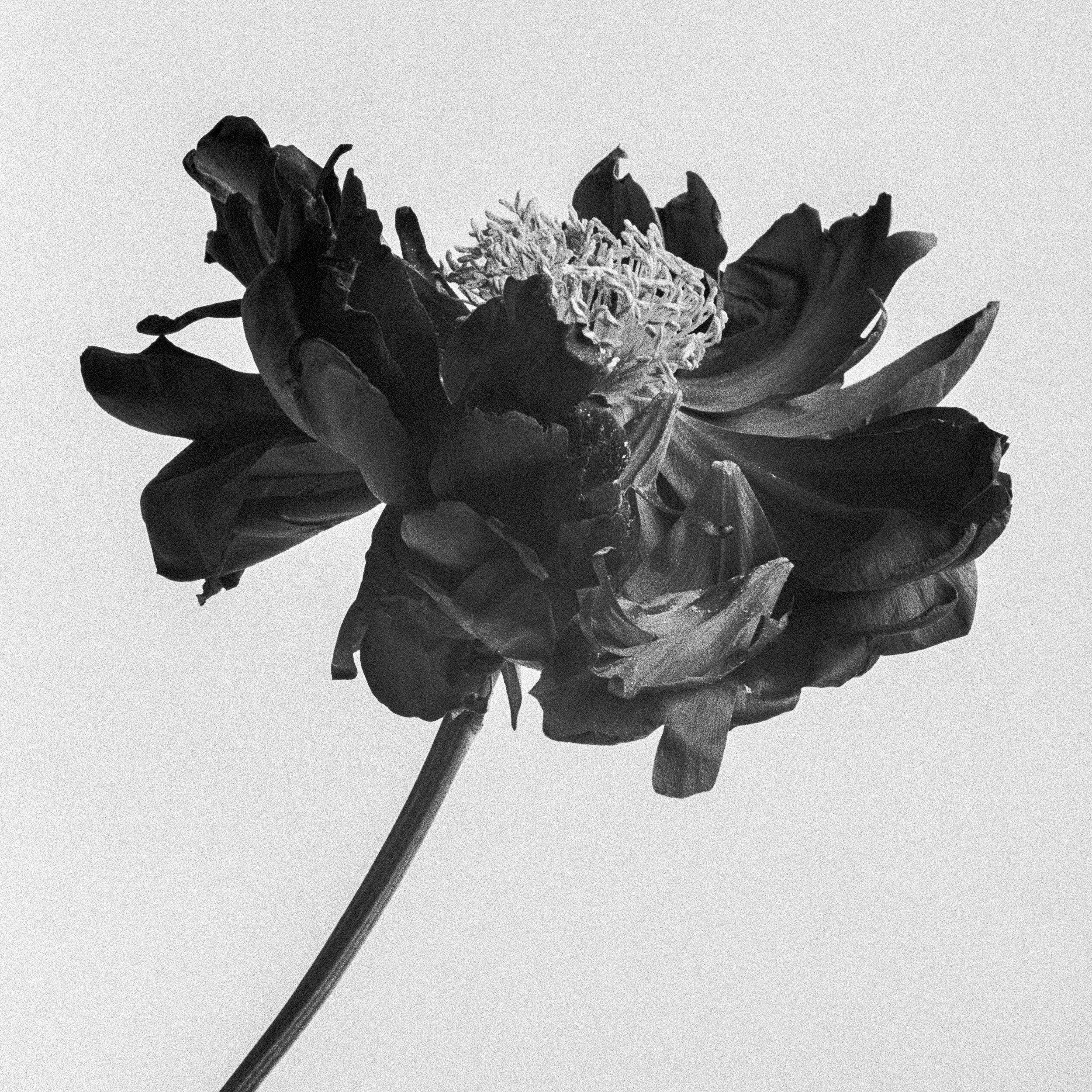   Peony No. 15, 2021  