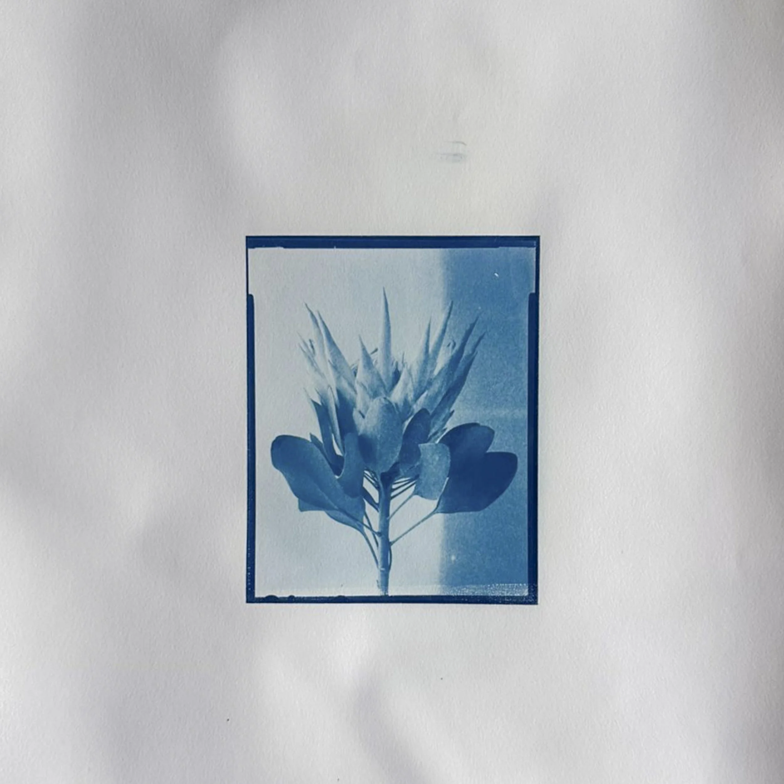 Kyle Hoffmann King Protea 4x5 Cyanotype-1.jpg