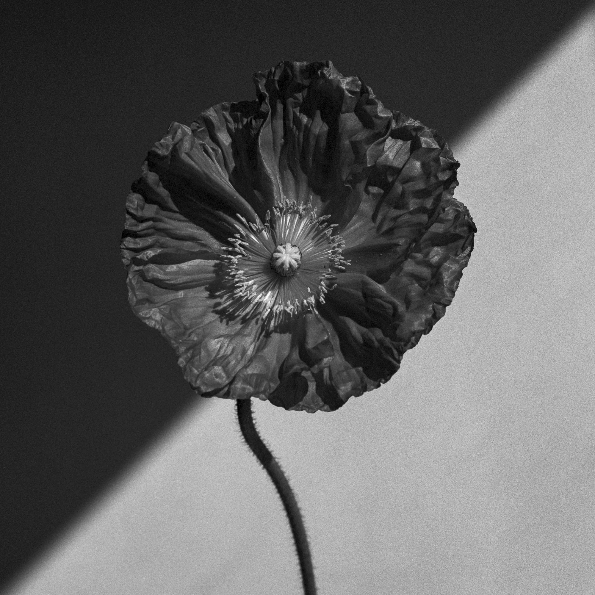   Poppy No. 18, 2025  