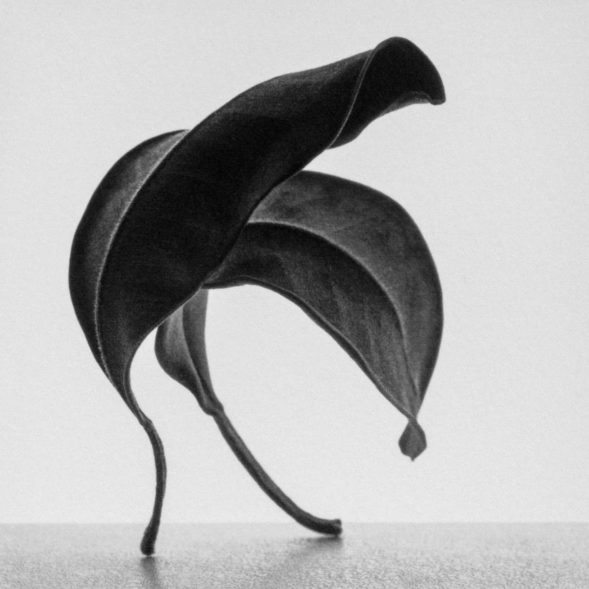   Pair No. 3, 2014-2015  