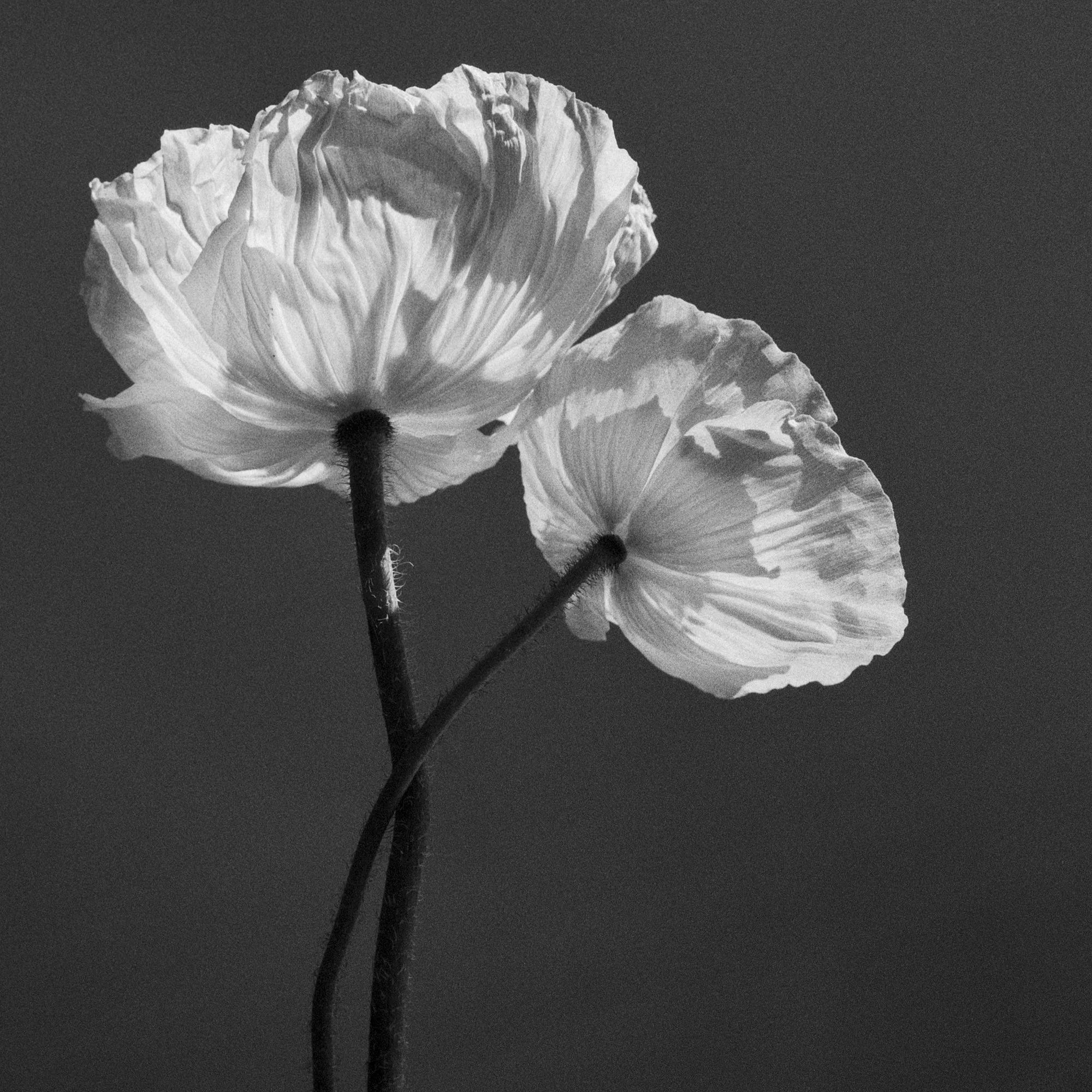   Poppy No. 17, 2020 - 2026  