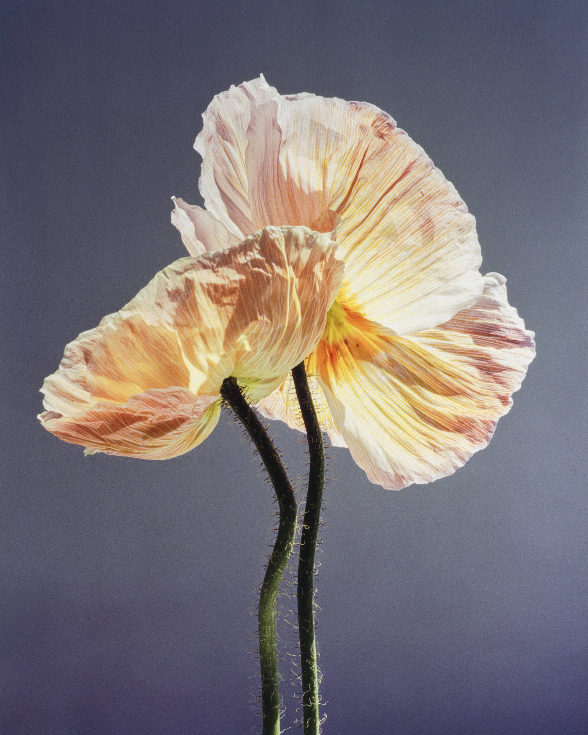 Kyle Hoffmann poppy print-4.jpg
