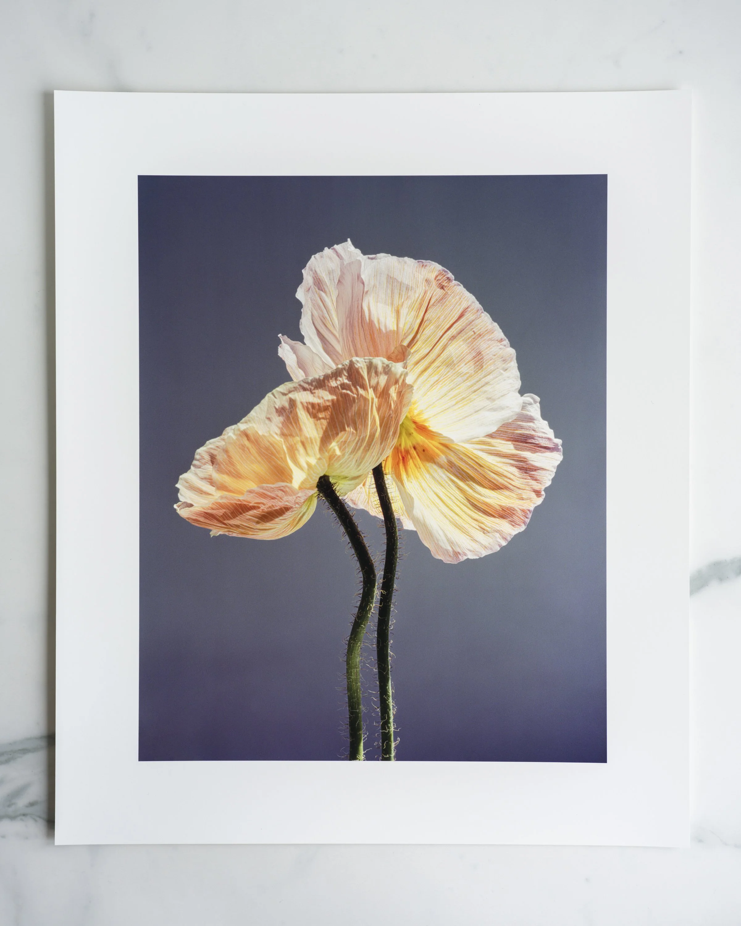 Kyle Hoffmann poppy print-3.jpg
