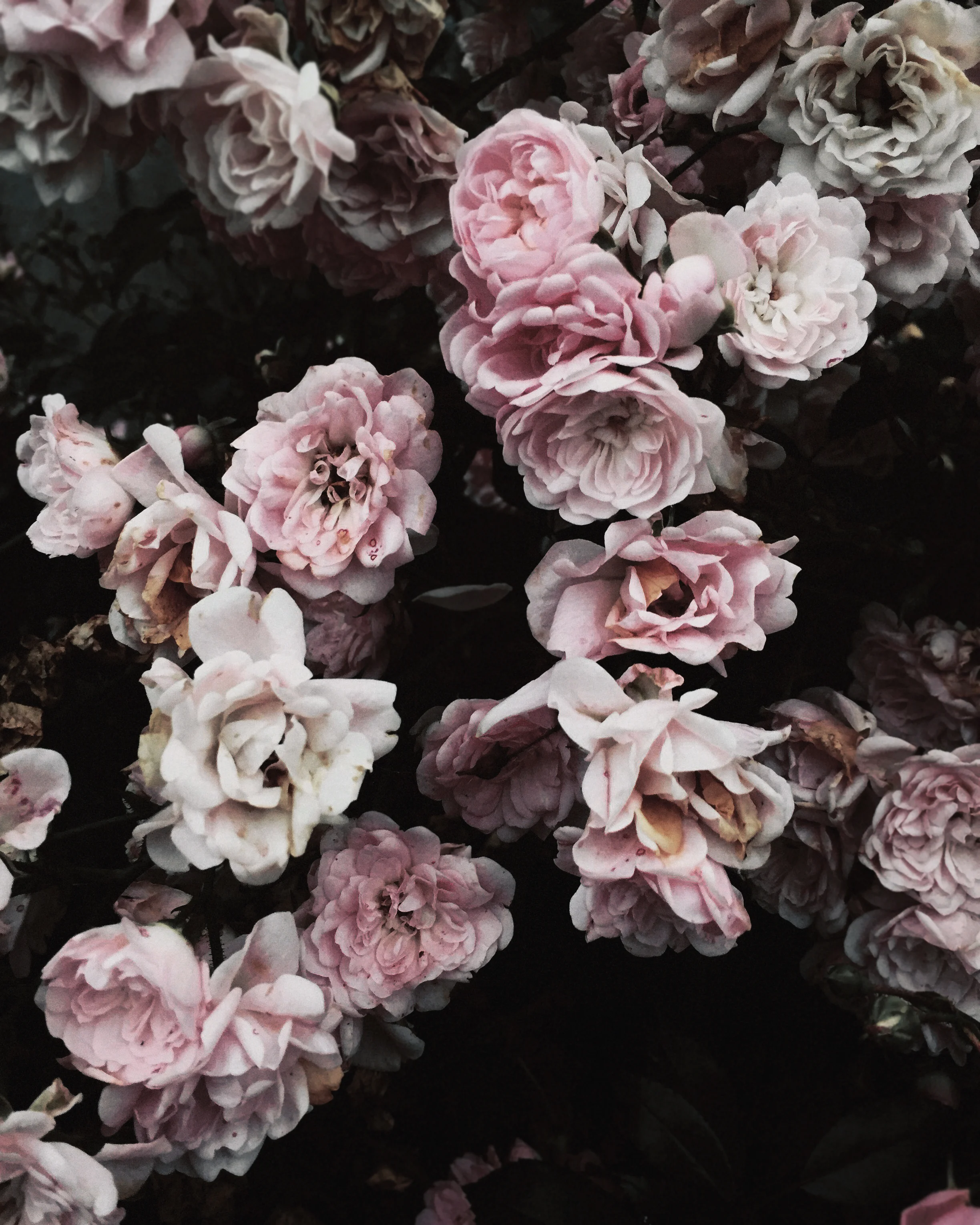 roses1FridaEdlund.jpg