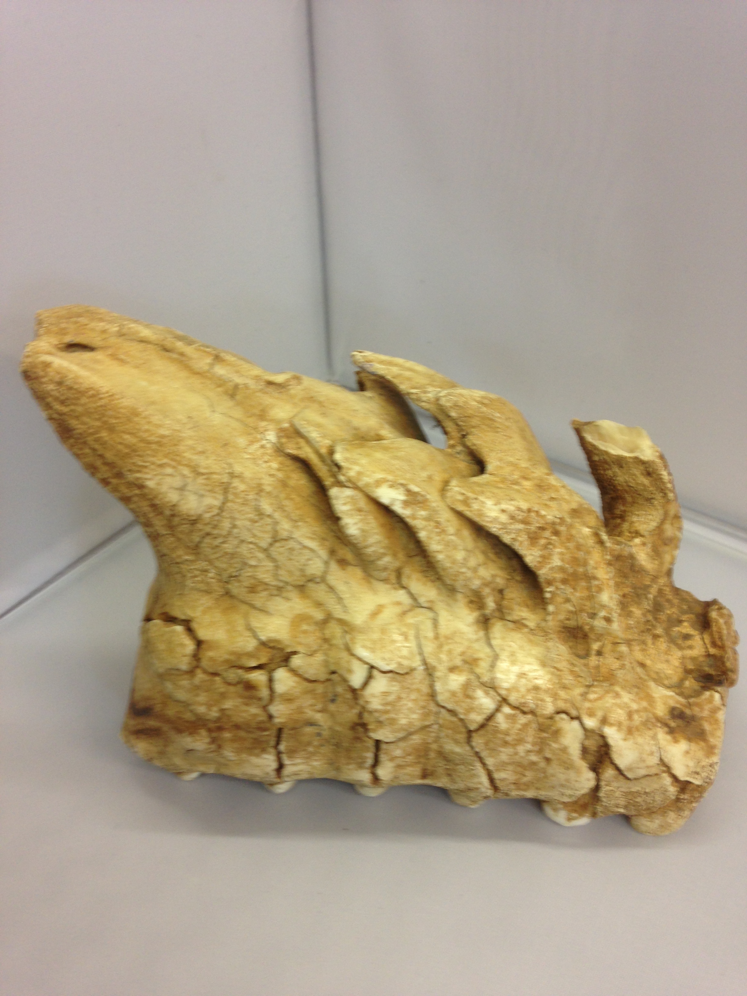 Antique Fosilised Mammoths Tooth/Jaw