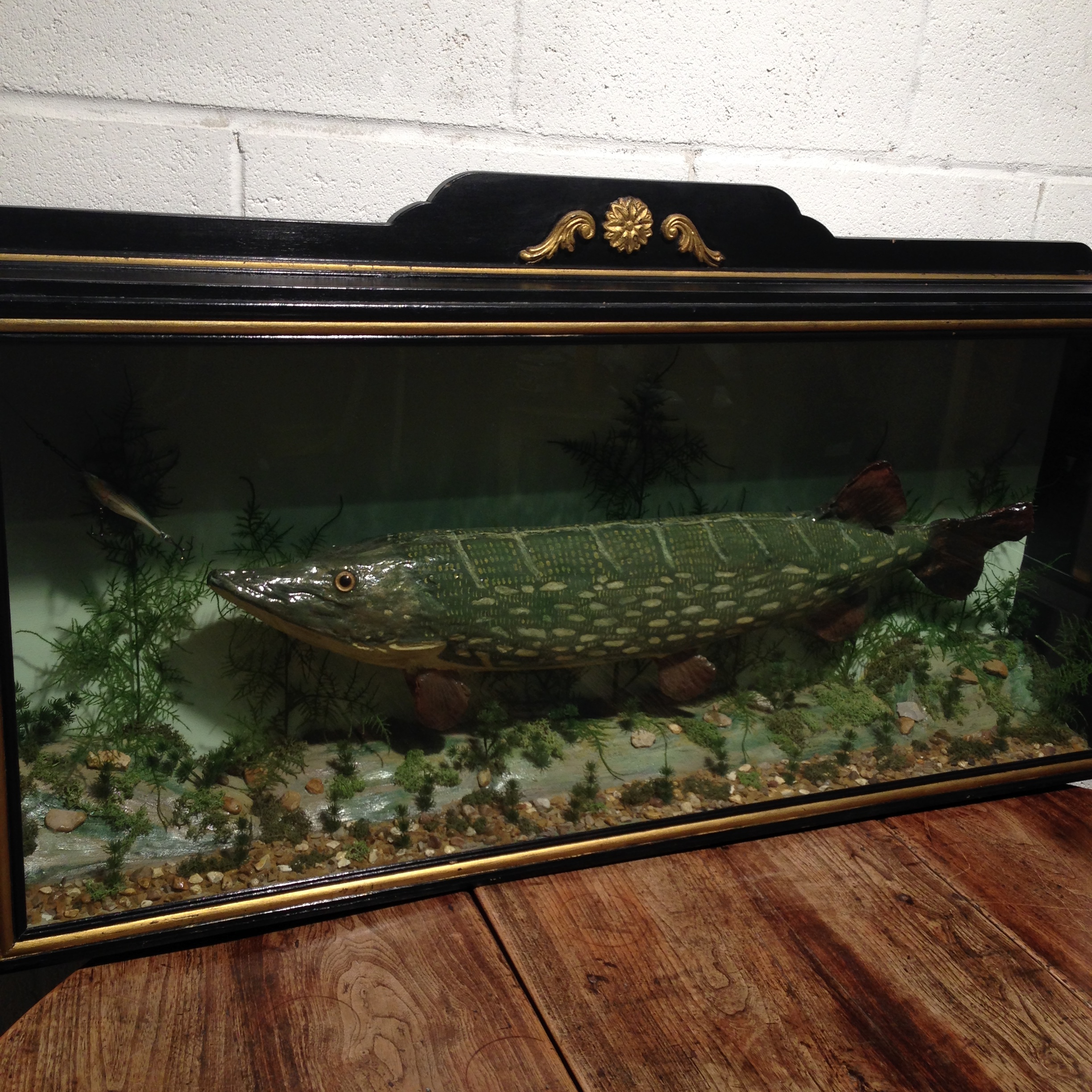 Vintage Large Taxidermy Pike In Glazed Ebonised Case