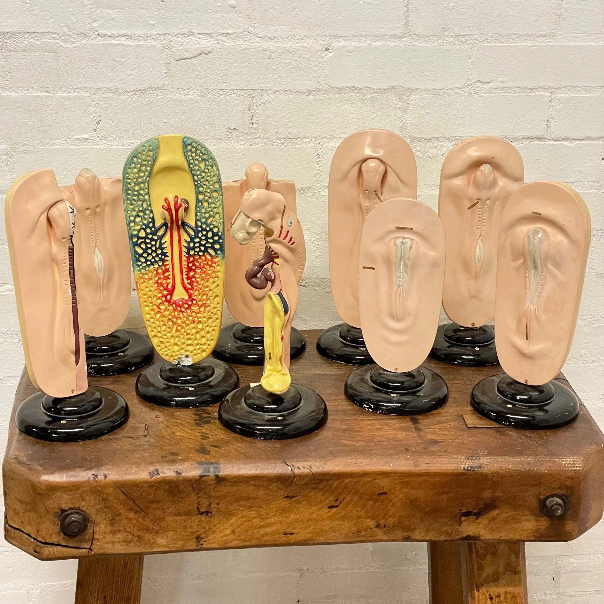 1930s Embryonic Development Of Chickens 9 Plaster Handmade Models T Gerrard & Co (1 missing)