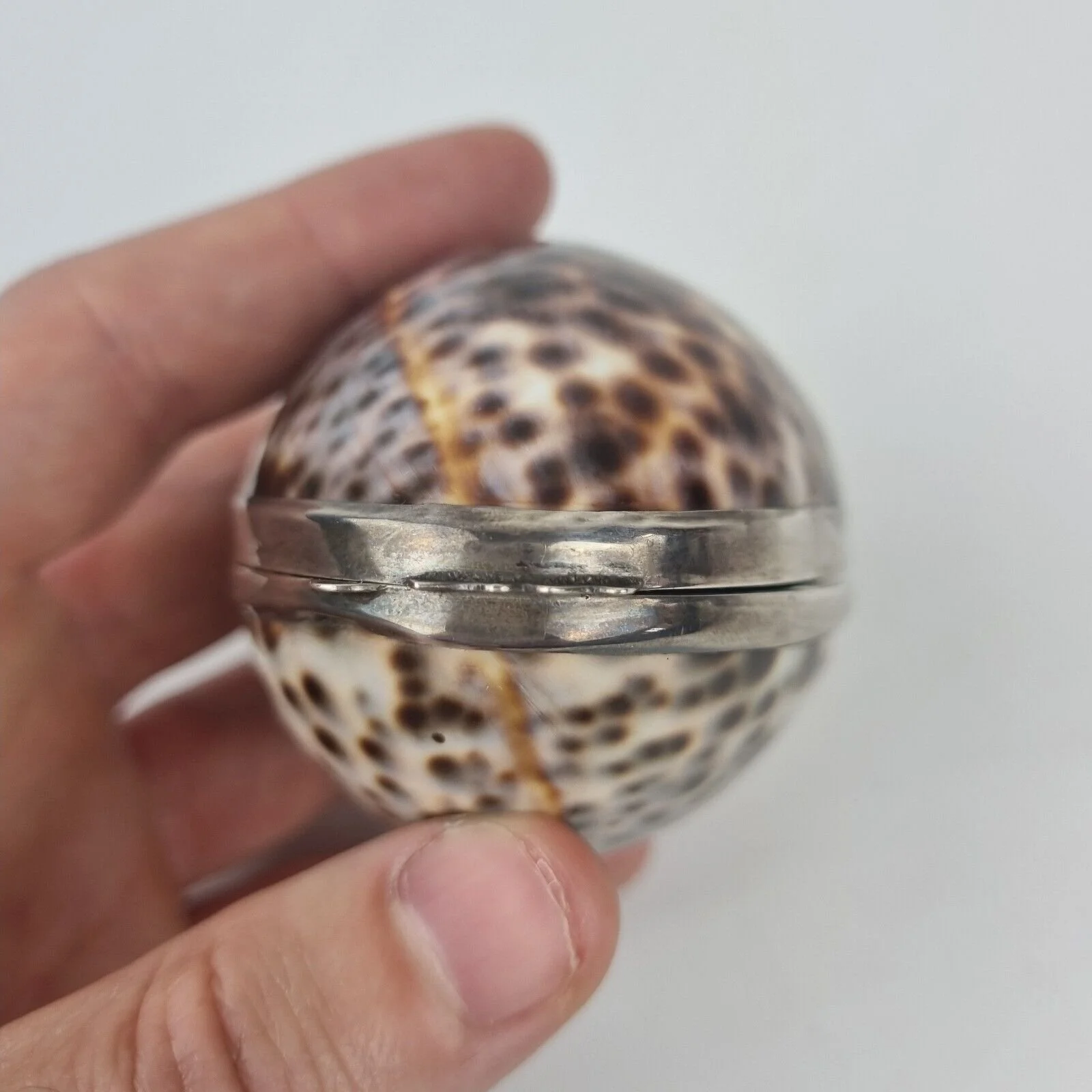 Vintage Italian Silver Mounted Cowrie Shell Box Stamped "Italy 925