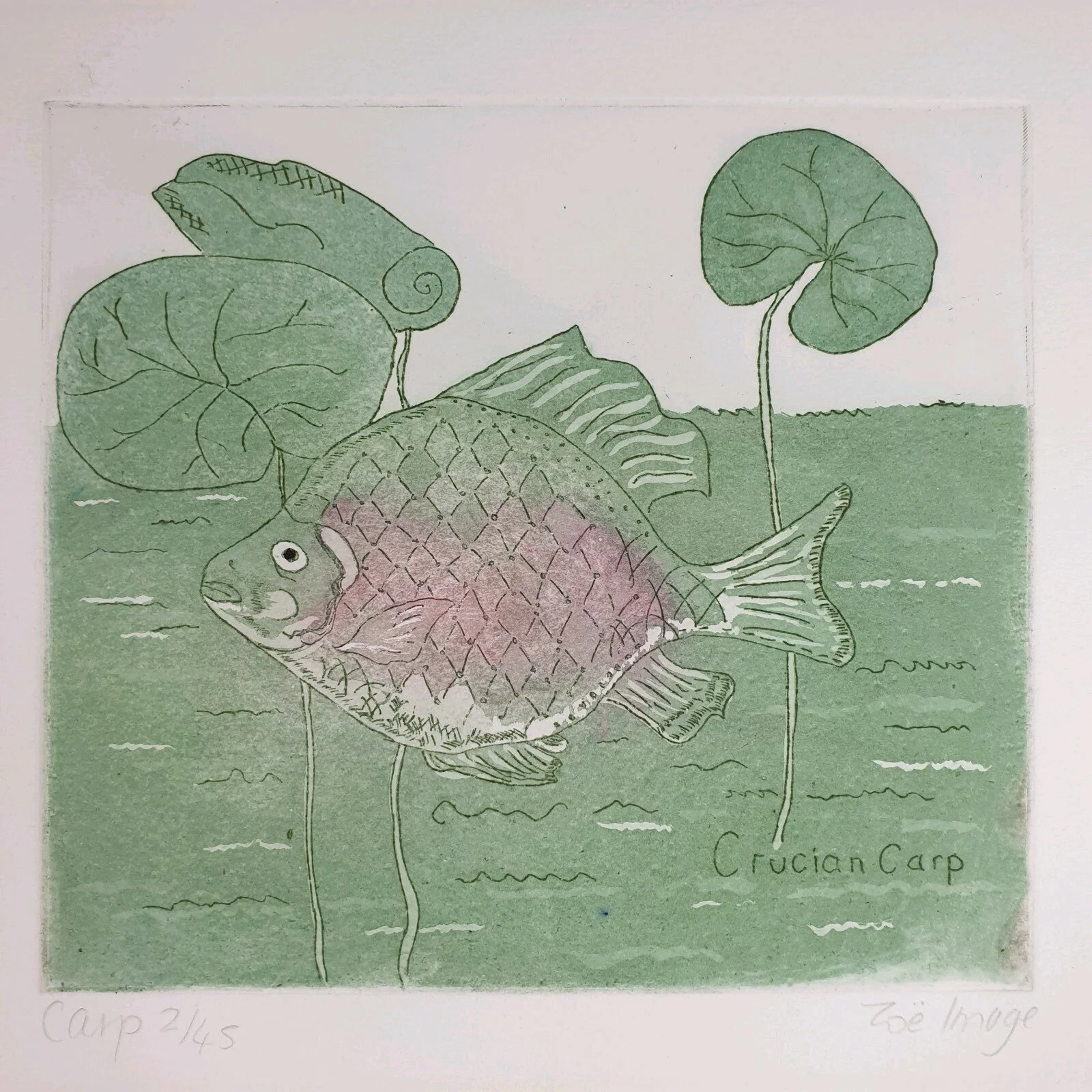 Zoe Image Signed Colour Etching Crucian Carp Fish Limited Edition 2/45