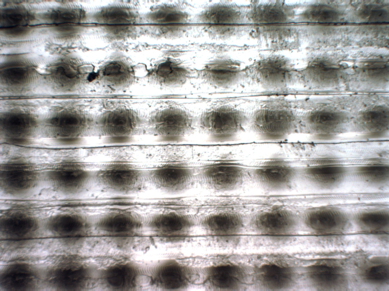  Closeup of printed half-tone pattern. Magnification levels range from x80 to x200. 