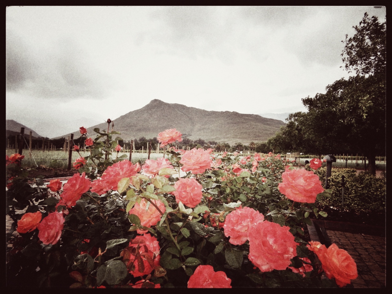 Nabij wijndomein La Motte in Franschoek