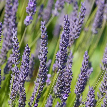 lavender vertical.jpg