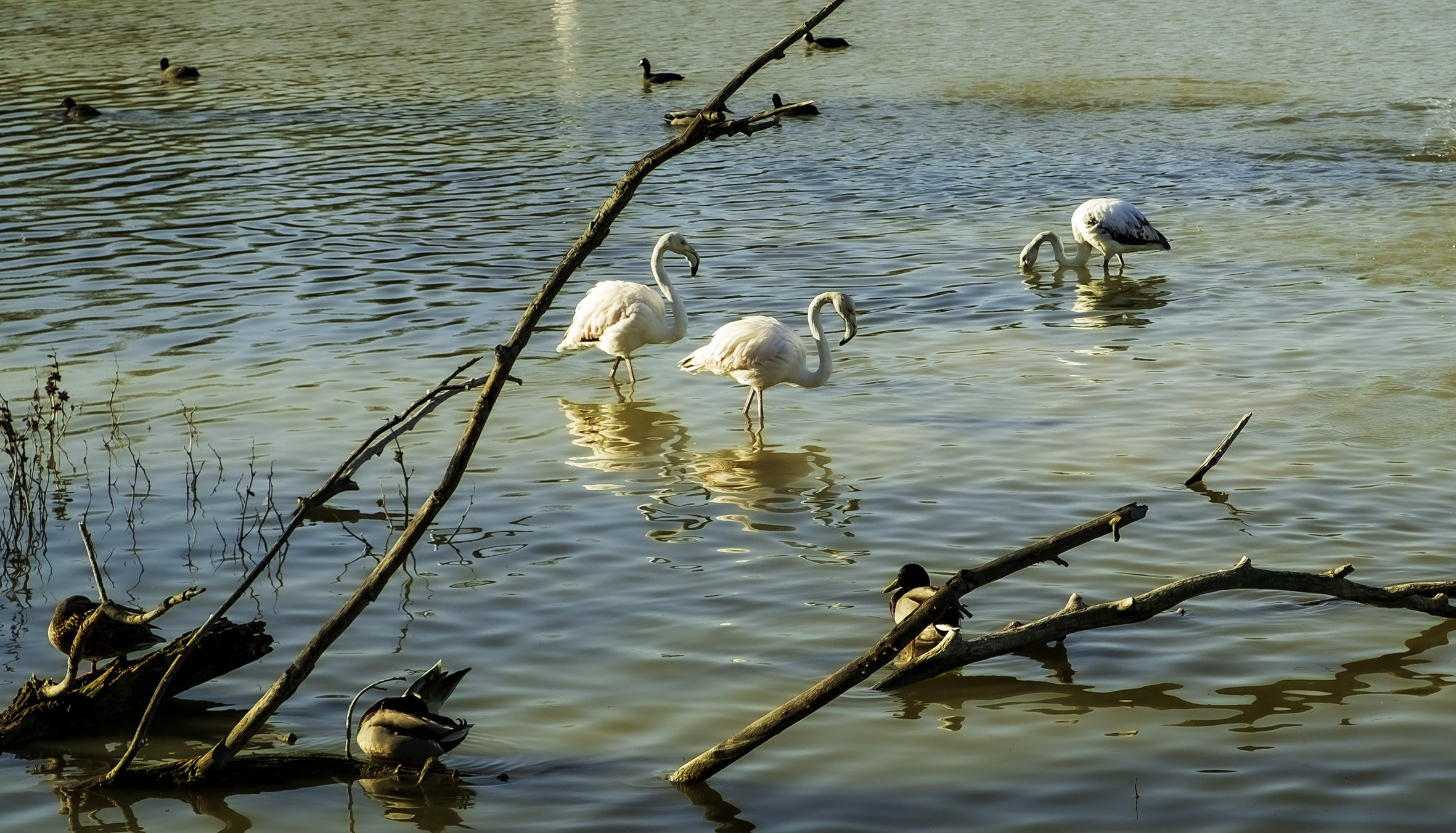  Aiguamolls de L’Empordà 