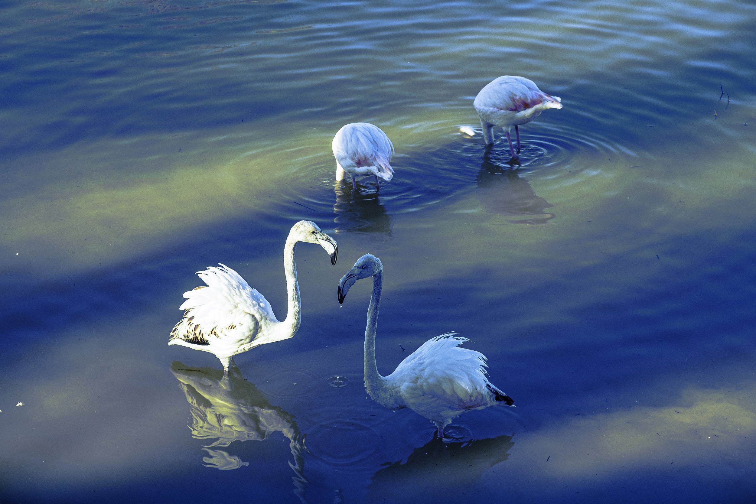  Aiguamolls de l’Empordà 