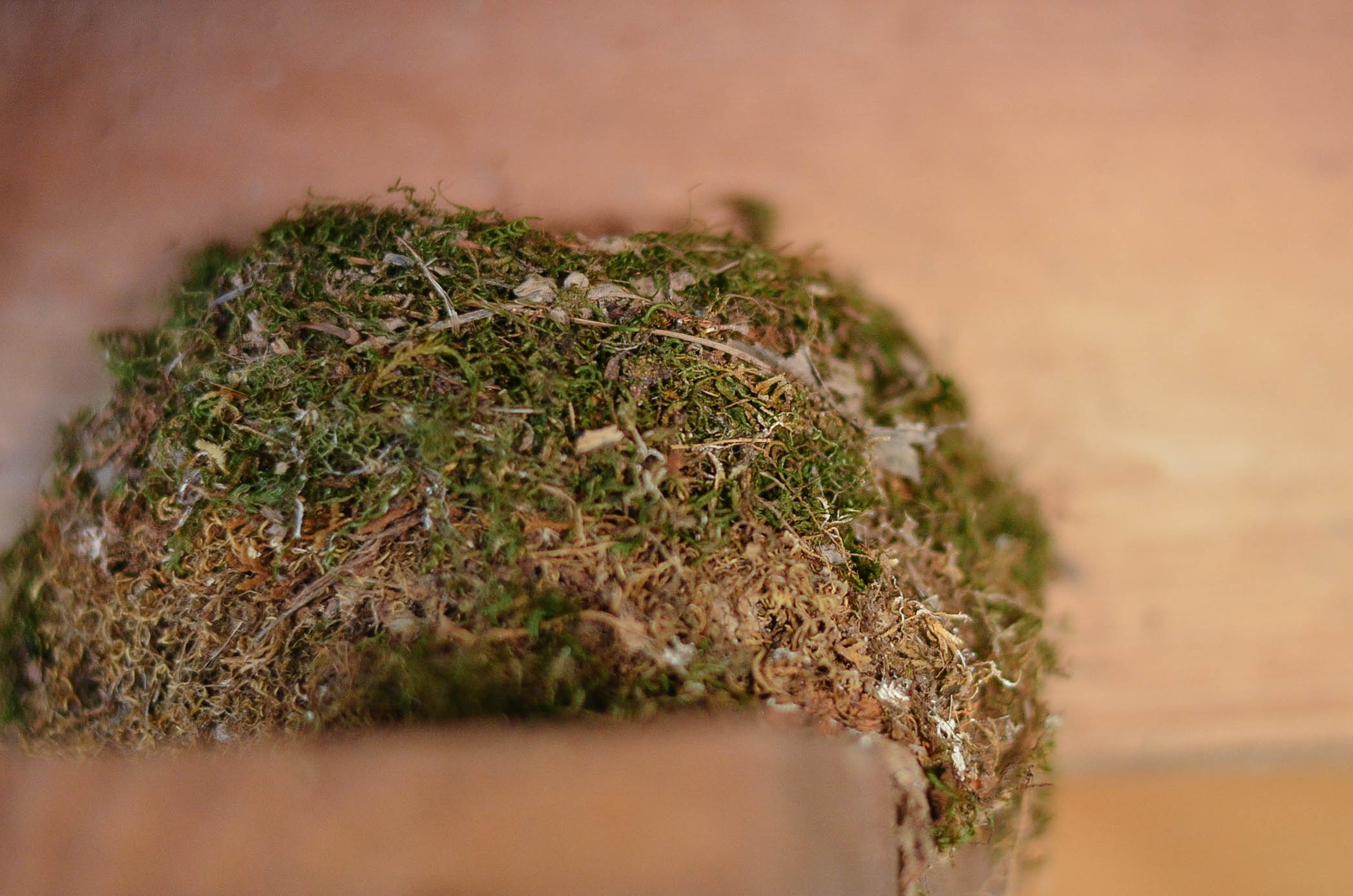 The phoebe's nest under the eaves