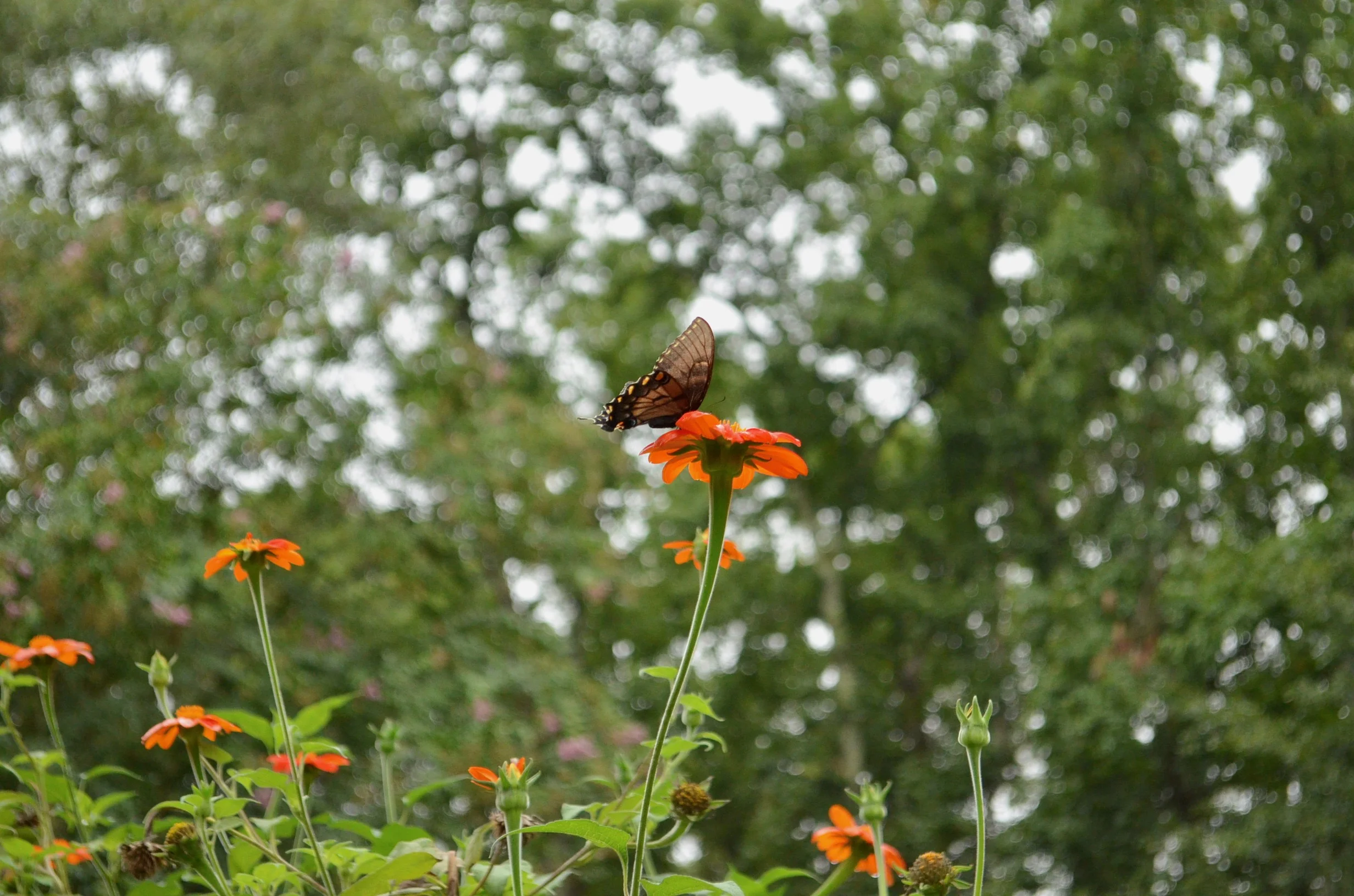 DSC_0069.jpg