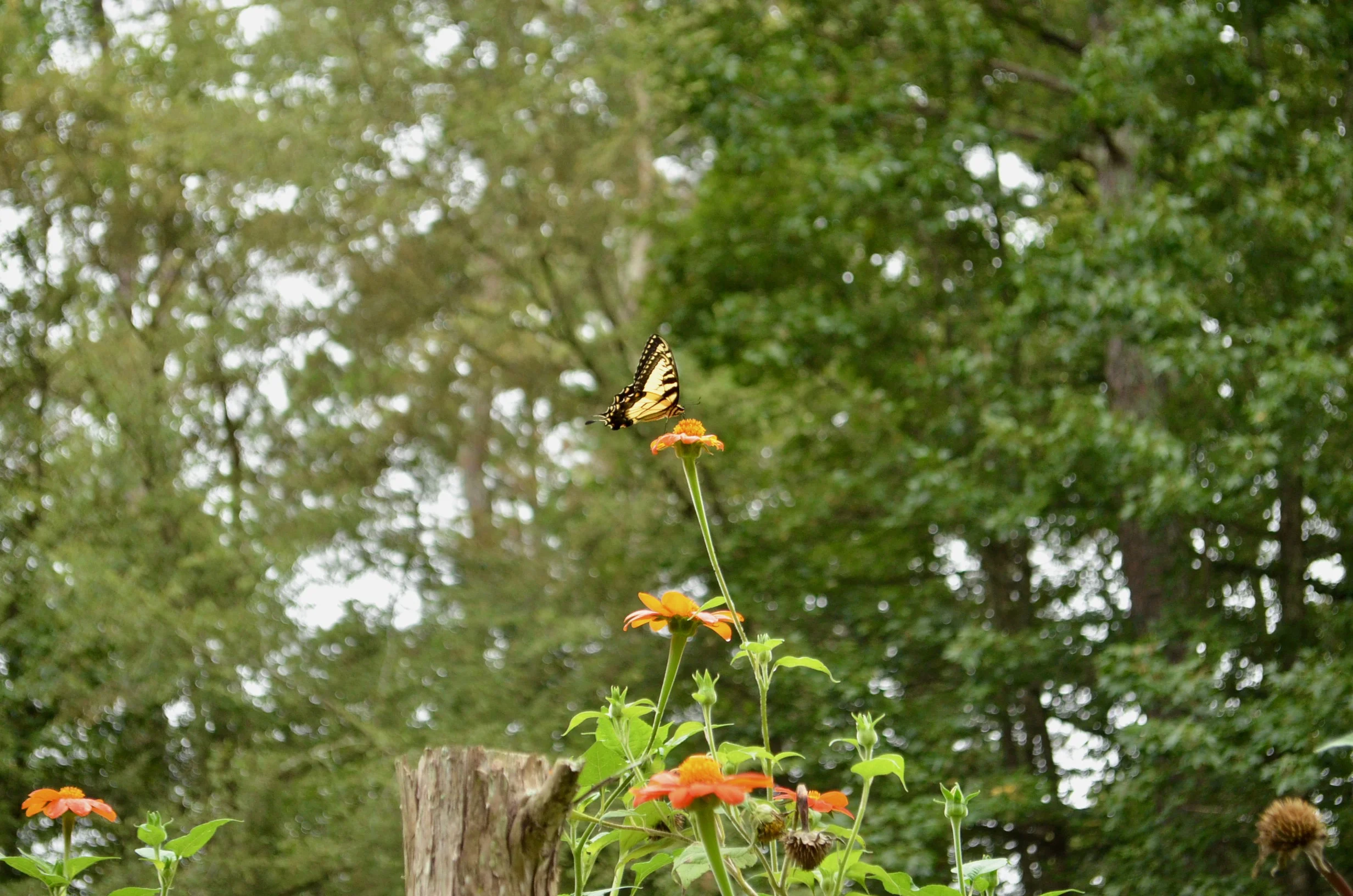 DSC_0062.jpg