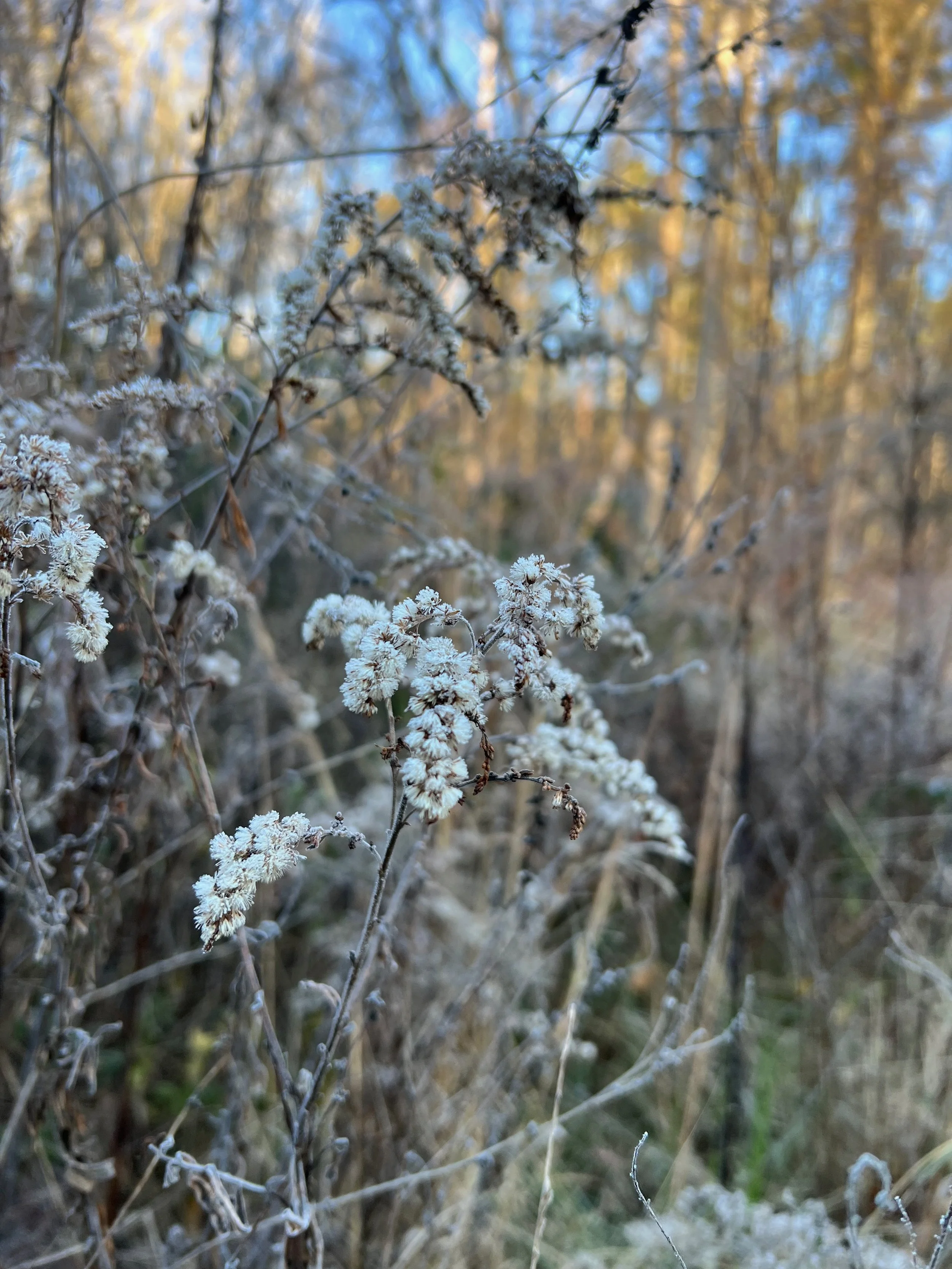 IMG_5009.jpeg