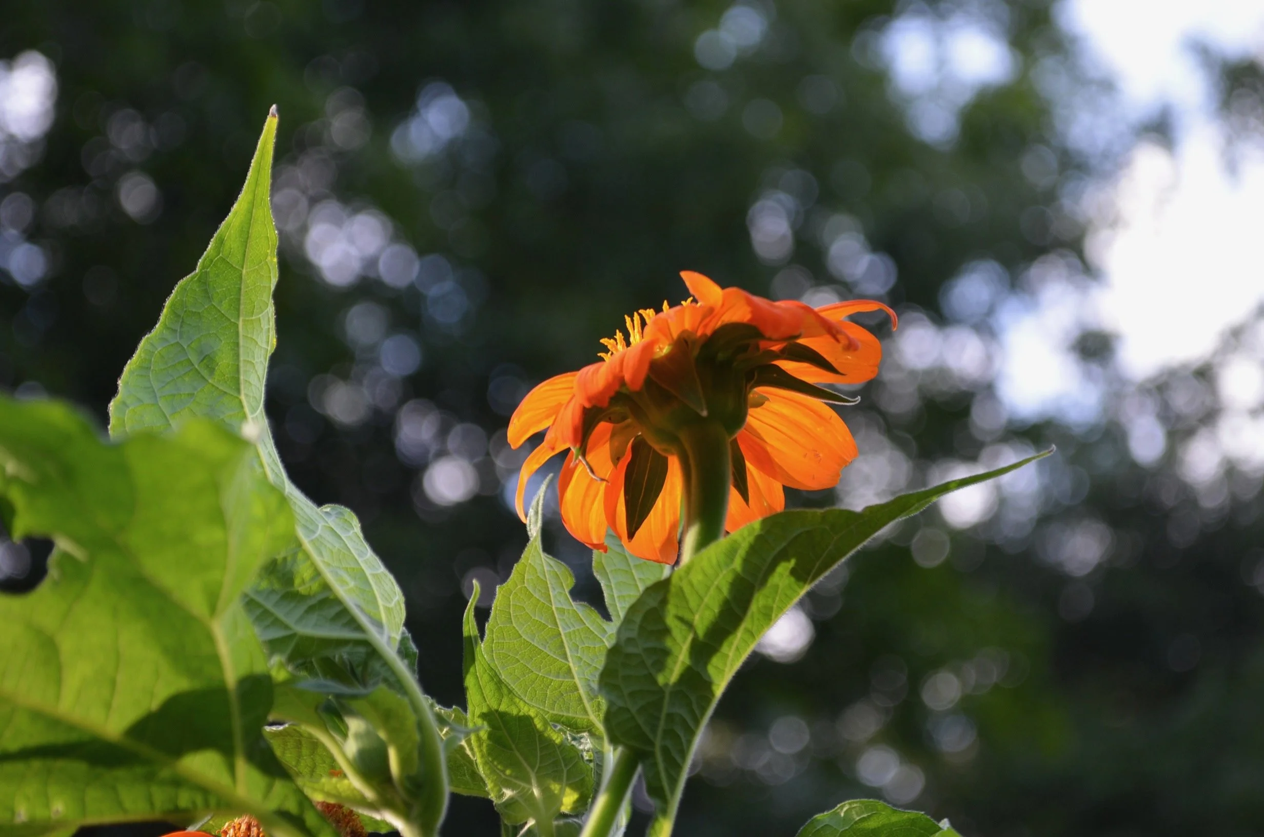 DSC_0042.jpeg