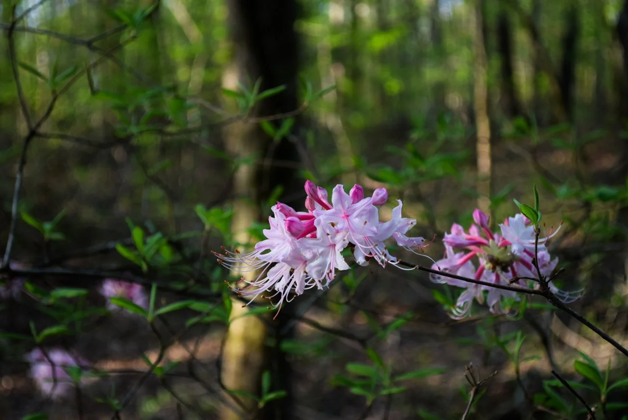 DSC_0354.jpg