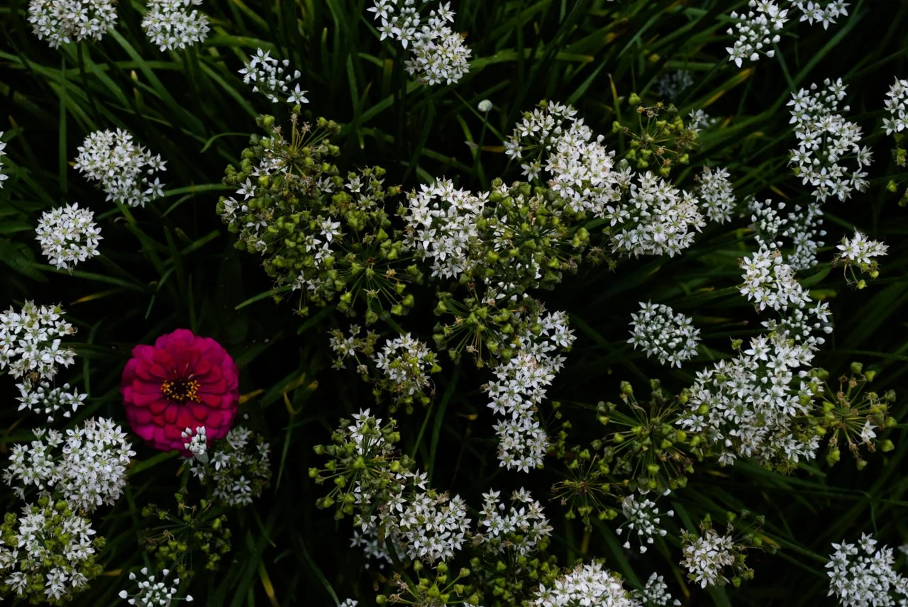 DSC_0554.jpg