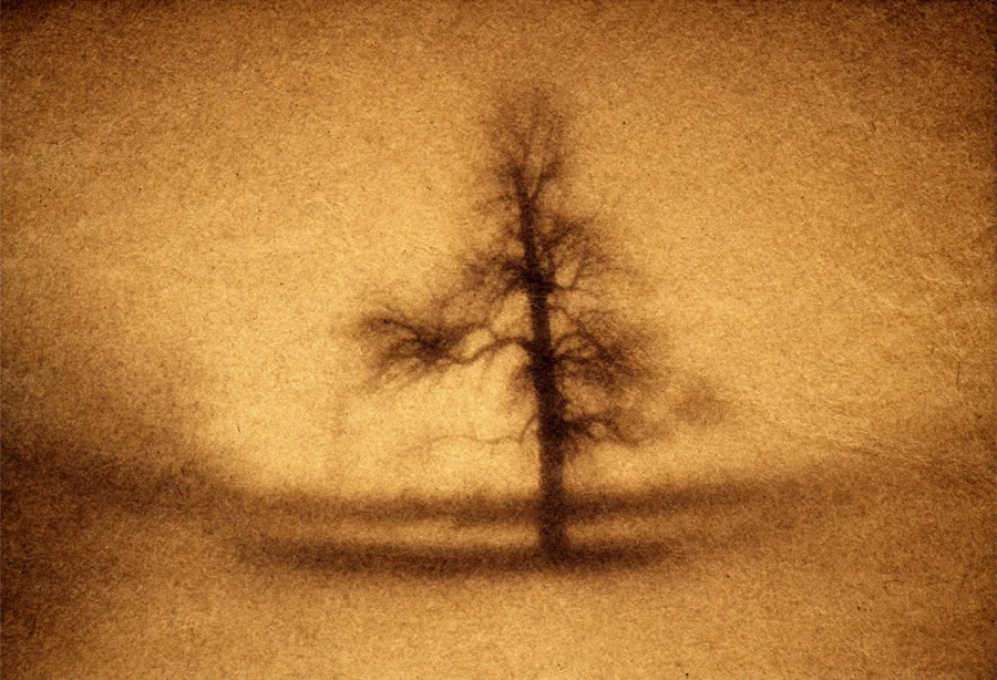 Ash Tree, No. 1